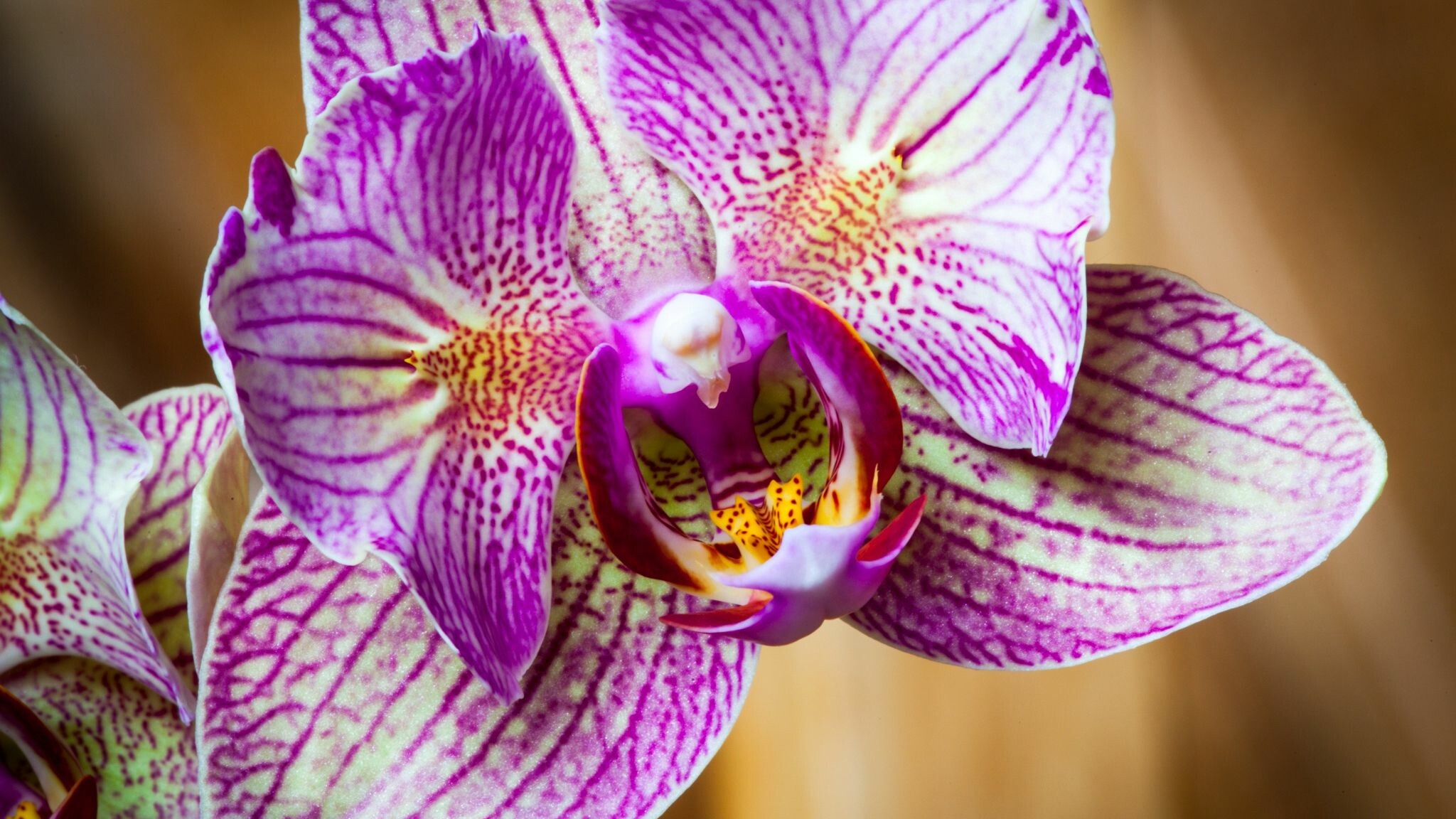 Close-up, Orchids Wallpaper, 2050x1160 HD Desktop