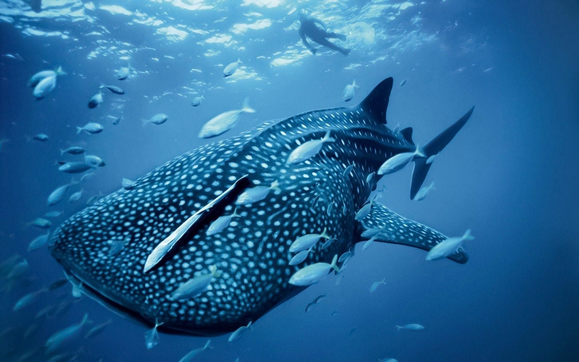 Whale shark, Remora sharksucker, School of silvery baitfish, Snorkeler at surface, HD Desktop wallpaper