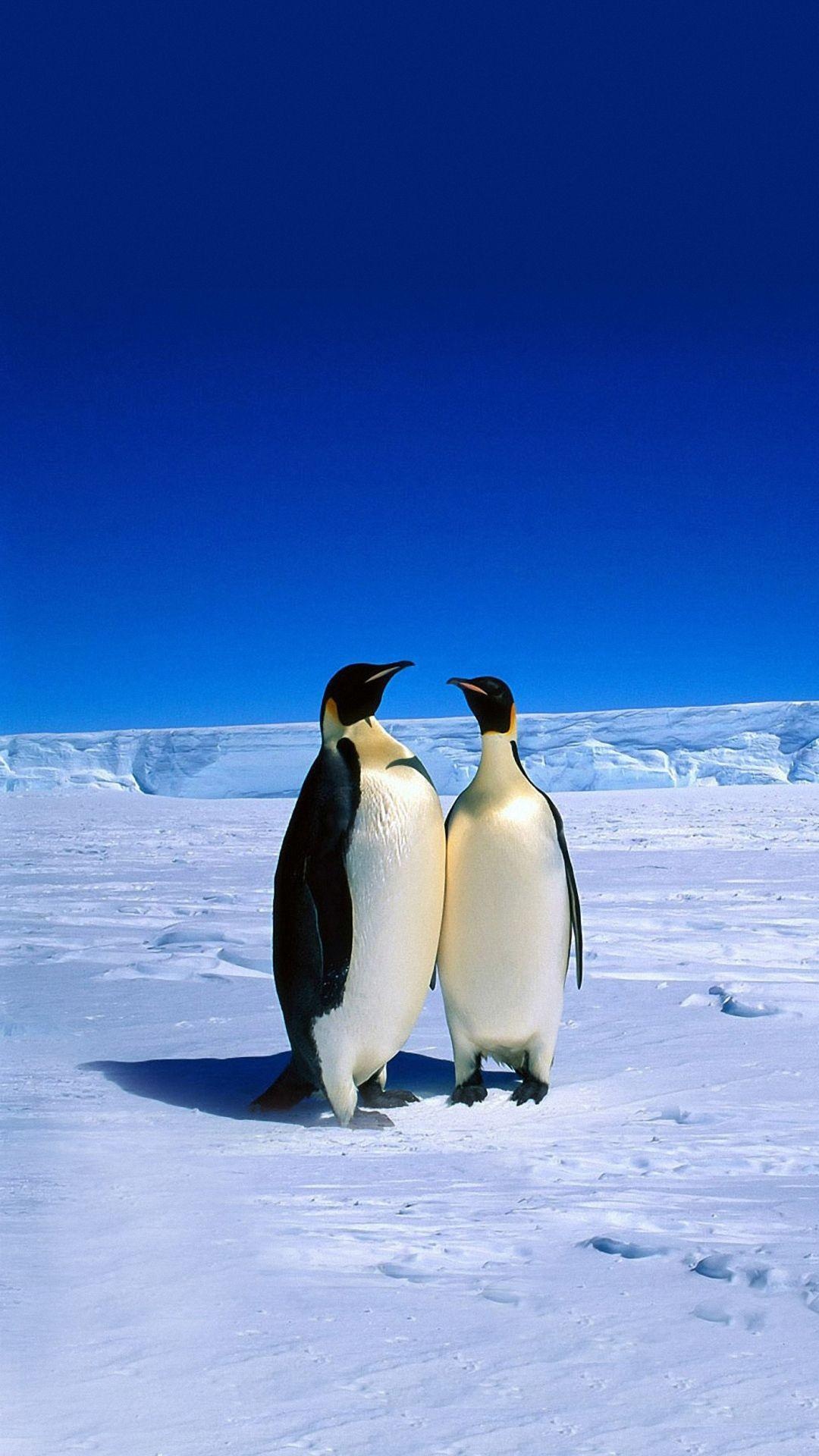 Android wallpaper penguins, Posted by John Peltier, Penguin love, Mobile charm, 1080x1920 Full HD Phone