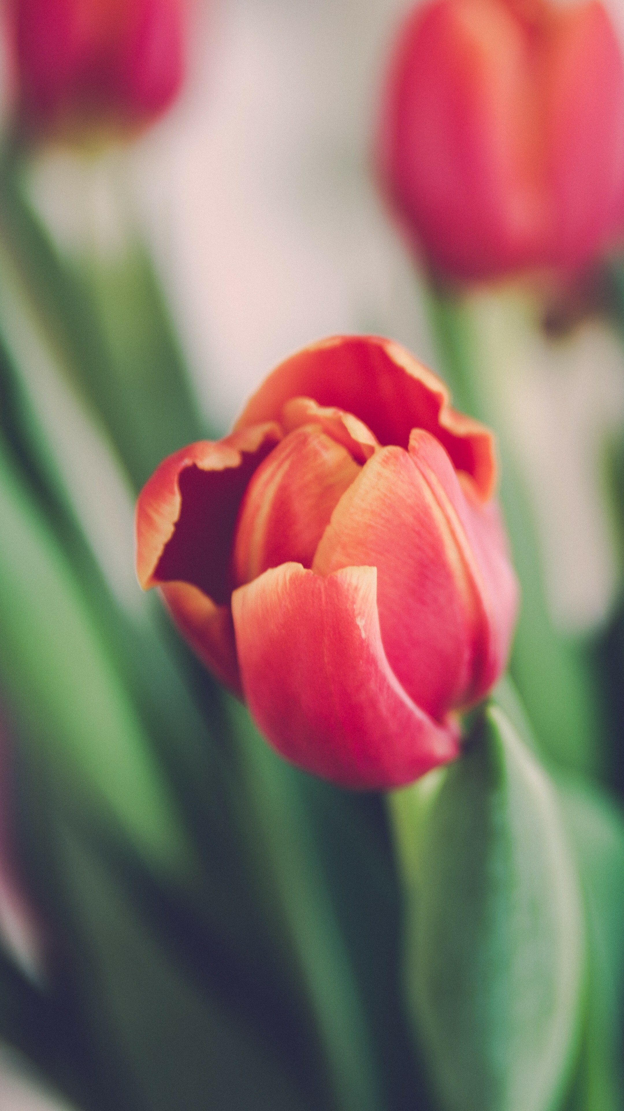 Tulip (Nature), Tulips wallpaper, 5k 4k wallpaper, OS 5345, 2160x3840 4K Phone