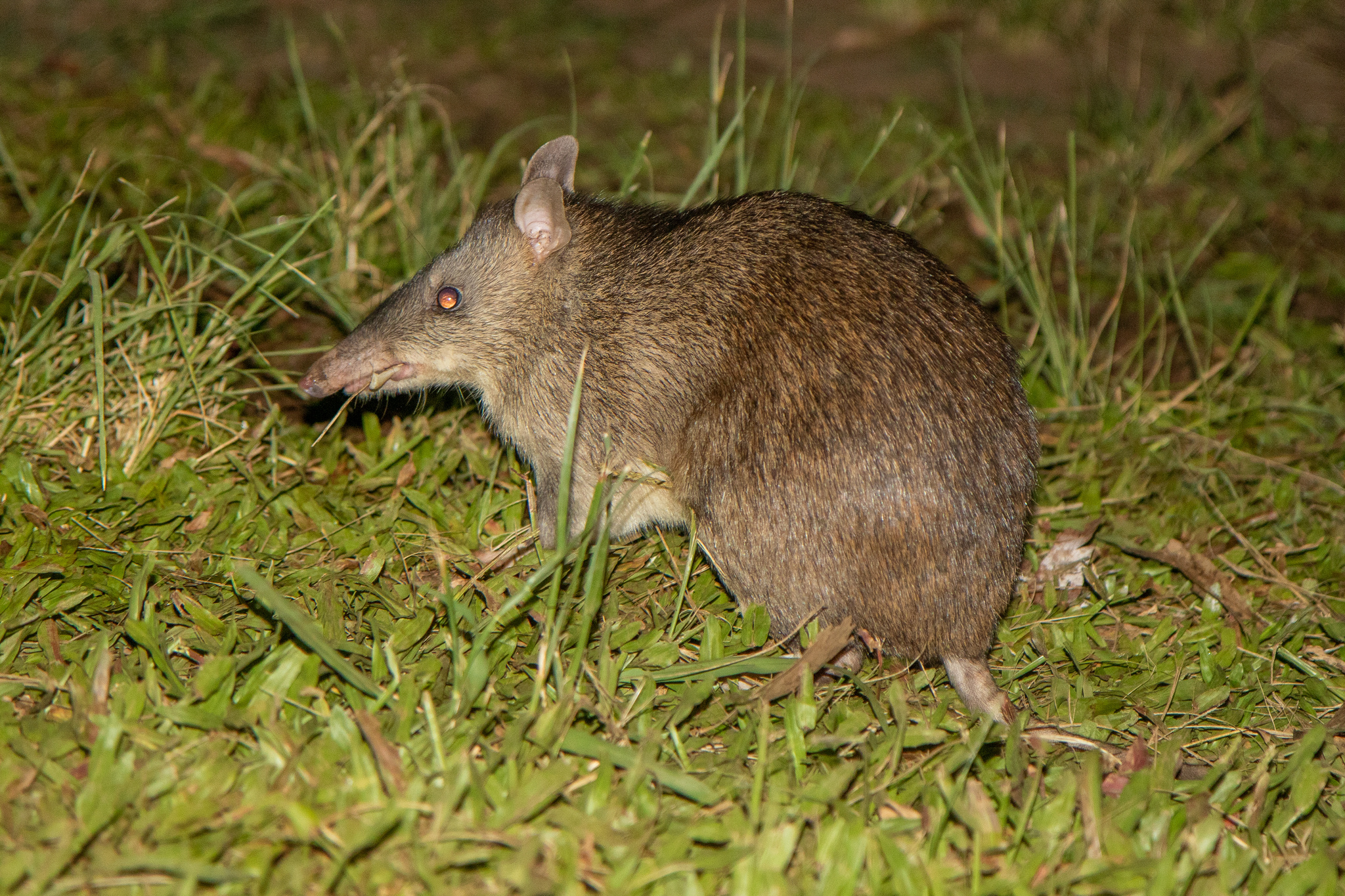 Bandicoot, Long-nosed bandicoot, Perameles nasuta, Canada, 2050x1370 HD Desktop