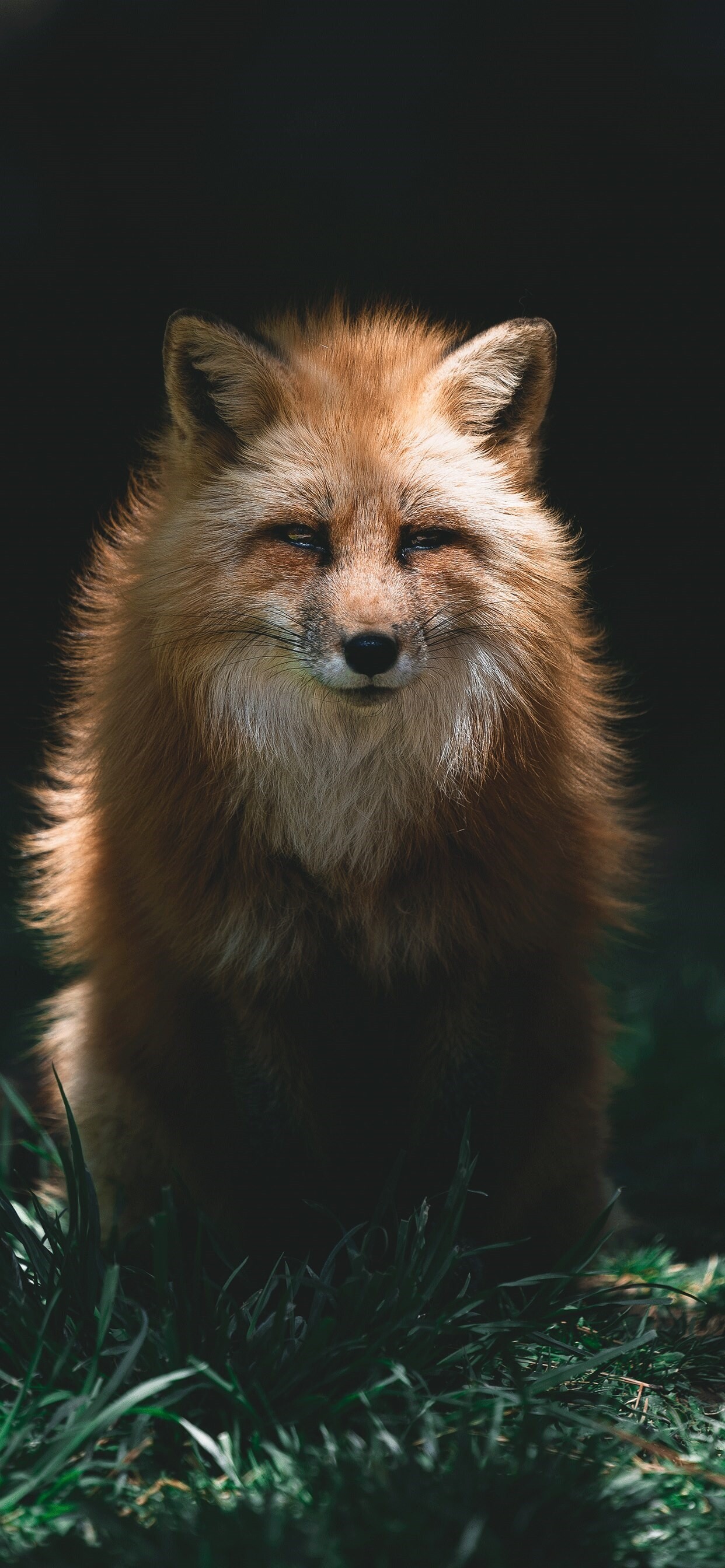 Artistic fox iPhone wallpaper, Unique design, iPhone wallpapers, HD quality, 1250x2690 HD Phone