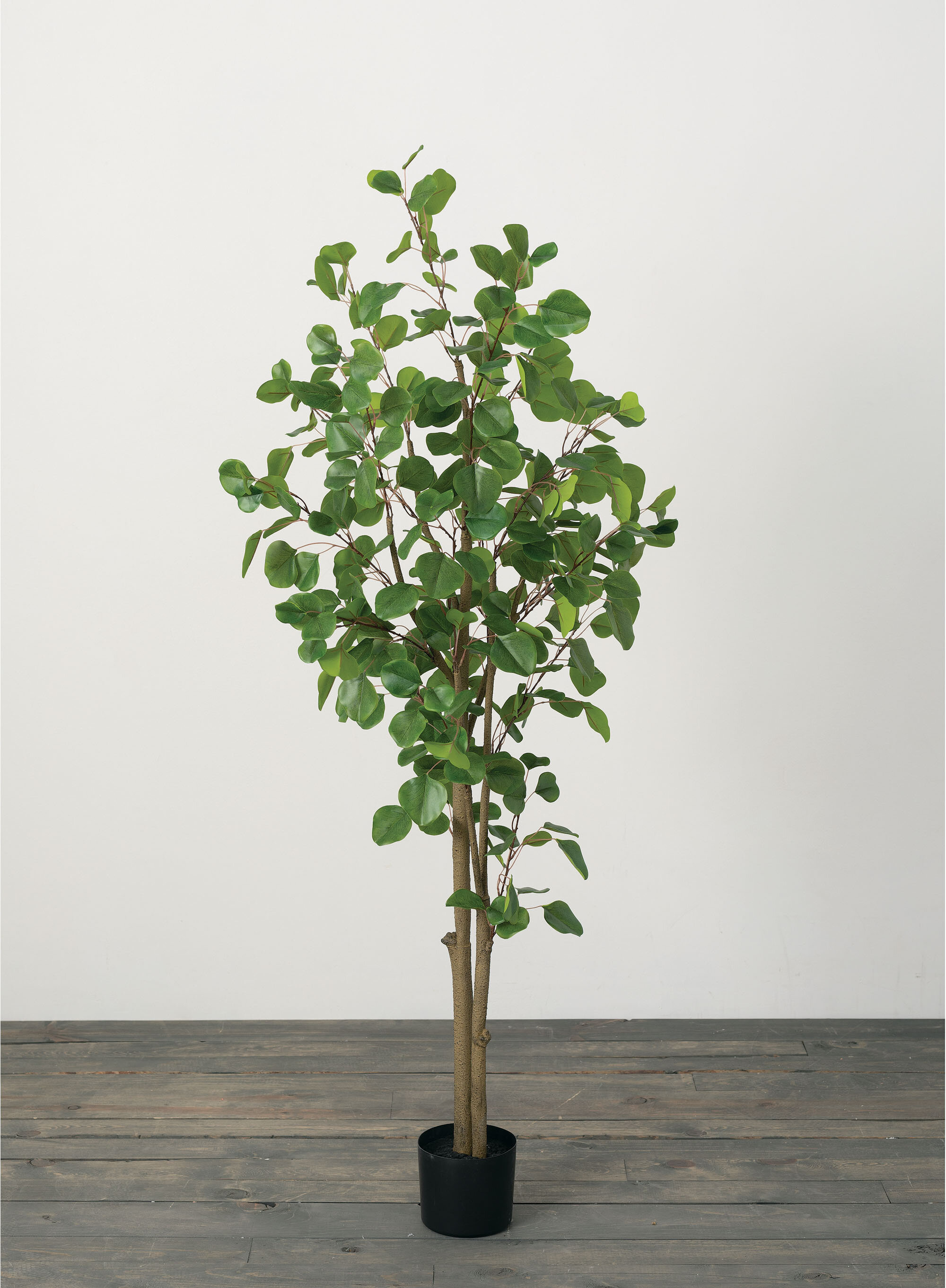 Lush eucalyptus foliage, Potted eucalyptus tree, Home dcor, Wayfair's offering, 2000x2730 HD Phone