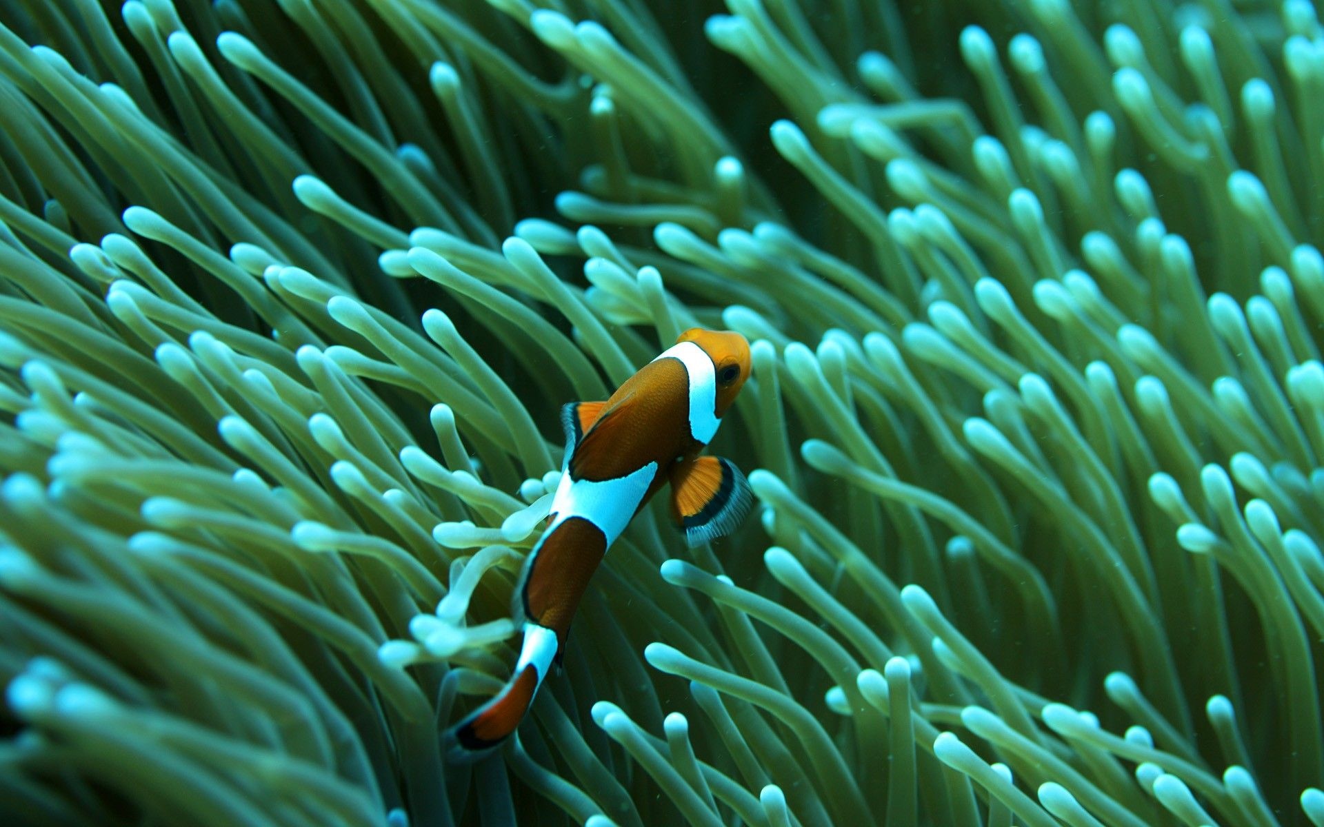 Clown Fish, Symbiotic relationship, Underwater habitat, Nature's vibrant palette, 1920x1200 HD Desktop