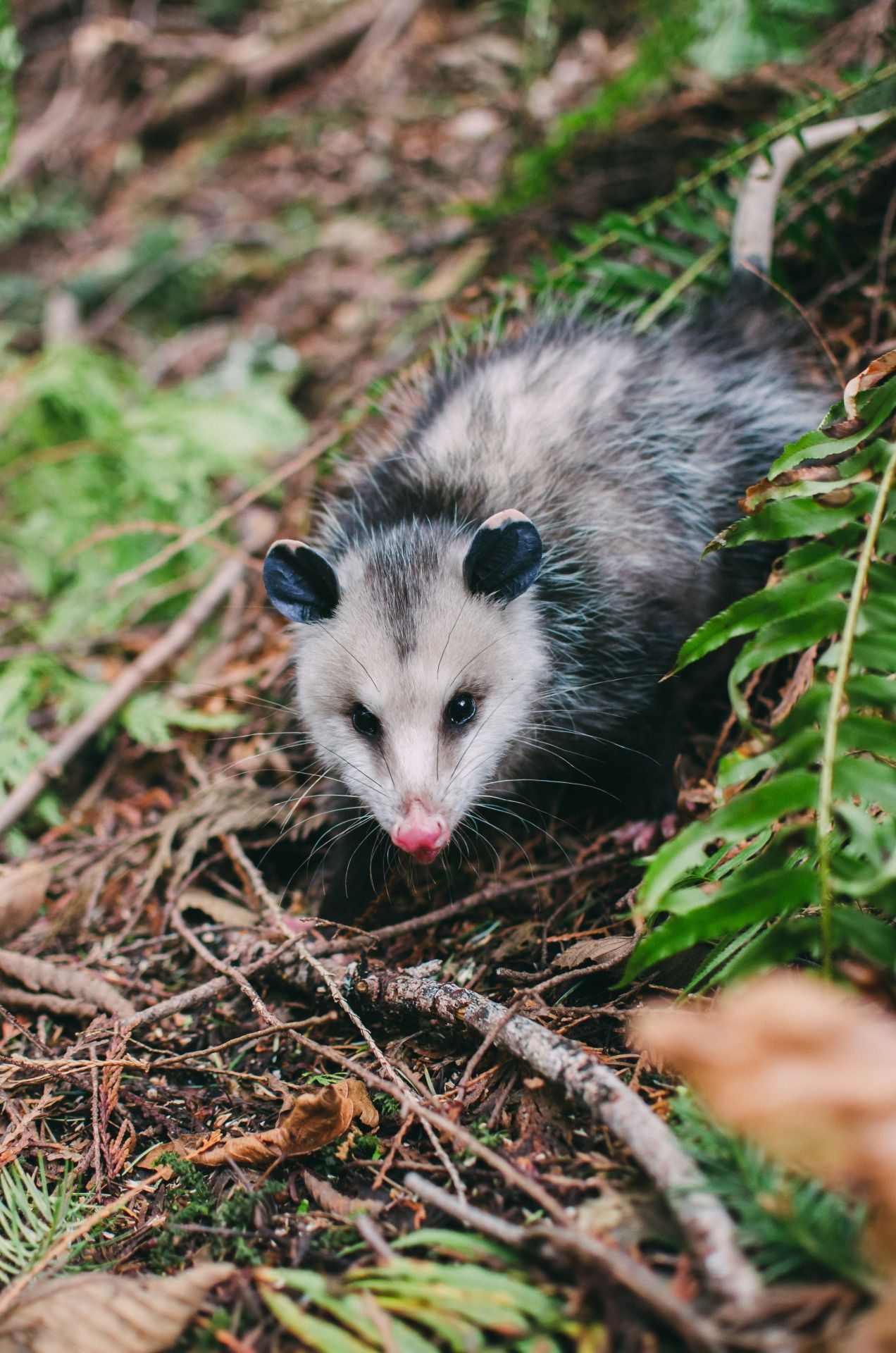 Possum wallpaper, Sarah Simpson, Car fun stuff, Whole nest, 1280x1920 HD Phone