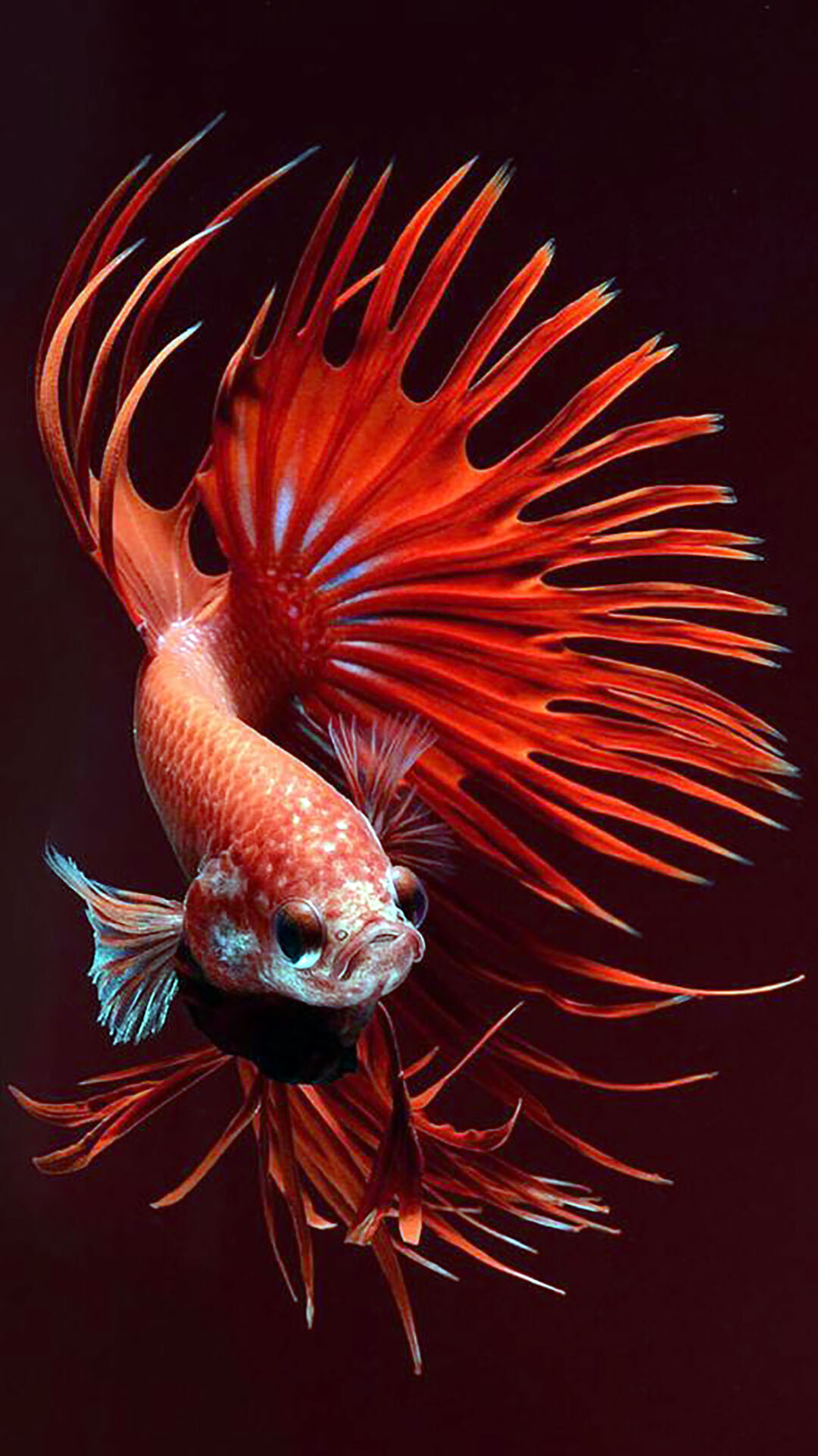 Betta fish wallpapers, Stunning Siamese fighting fish, Colorful aquatic wonders, Betta splendens, 1080x1920 Full HD Phone