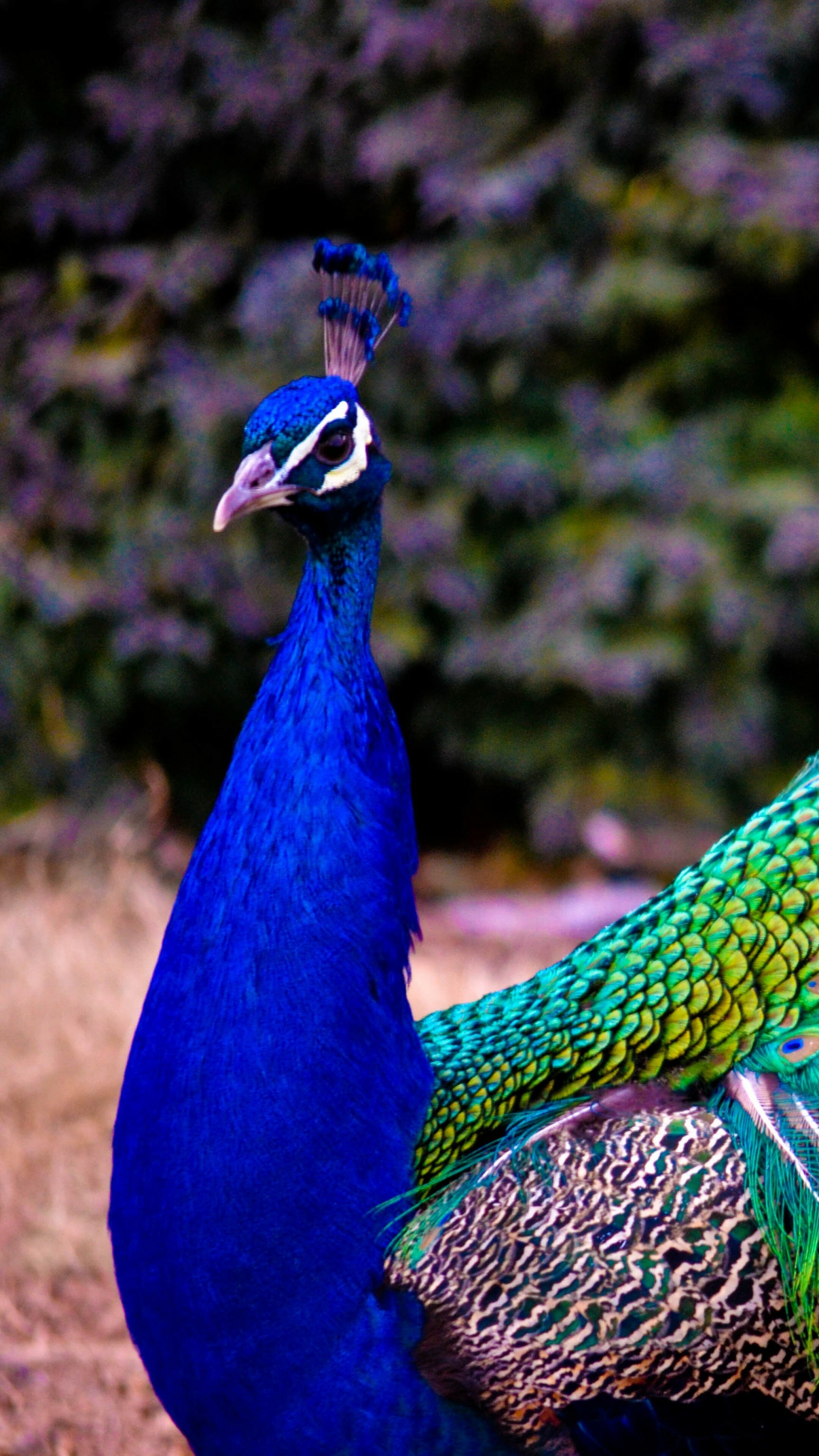 Peacock feathers wallpaper, Animals beauty, 4K quality, Nature's artwork, 2160x3840 4K Phone