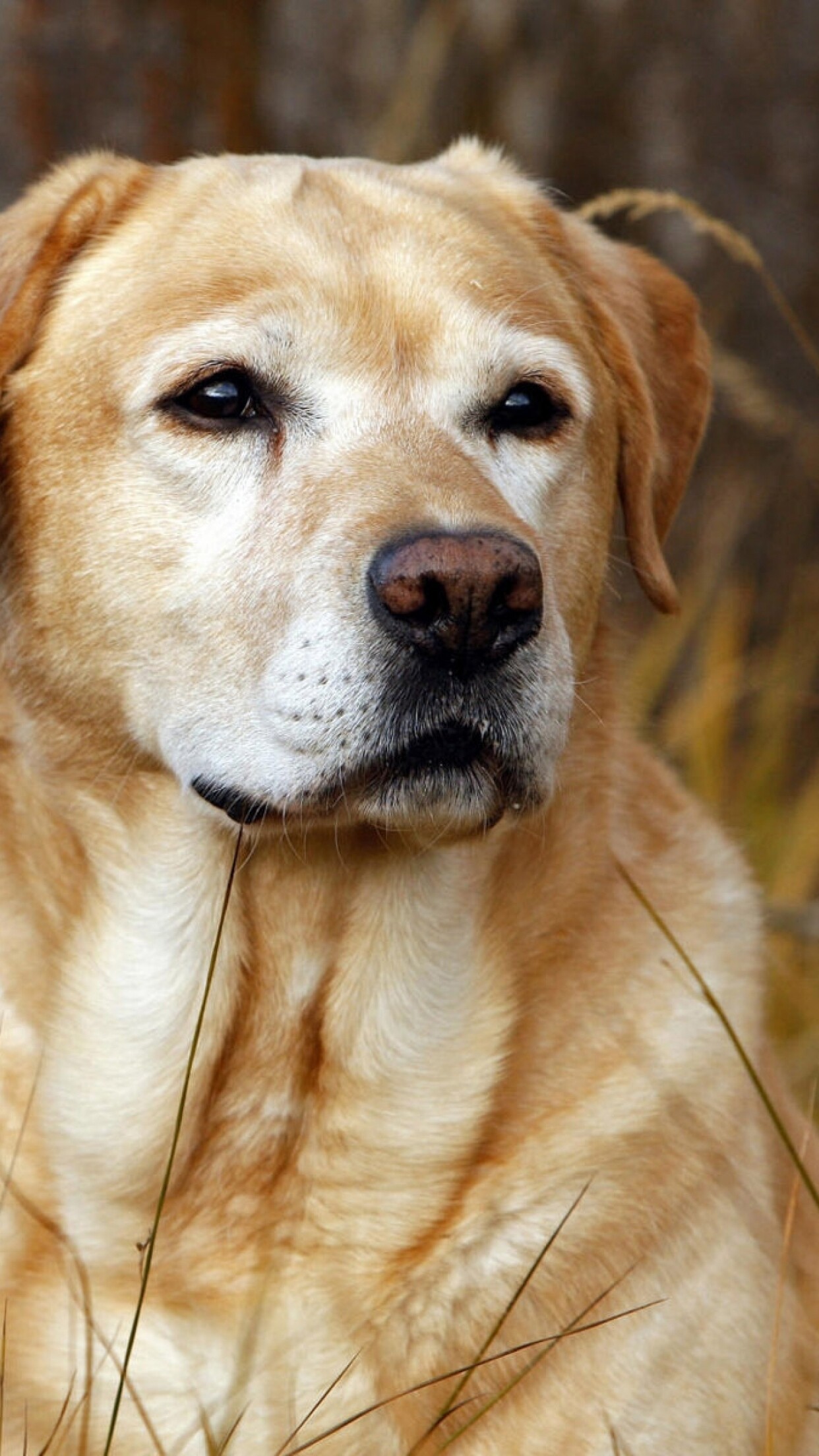 Labrador dog, Animals and birds, Screen beauty, Graceful nose, 1250x2210 HD Phone