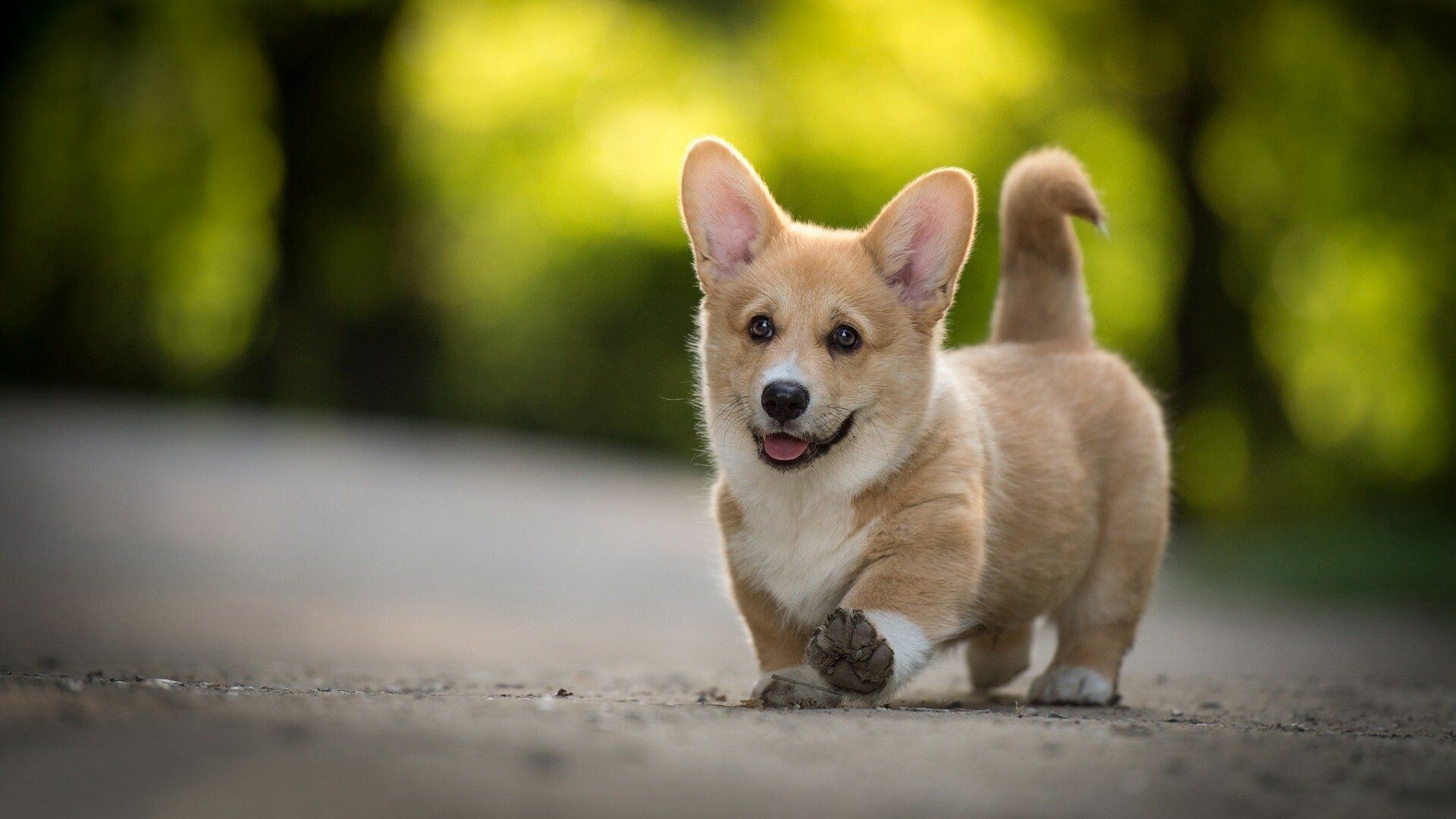 Baby Corgi, Cute backgrounds, Animal, 1920x1080 Full HD Desktop