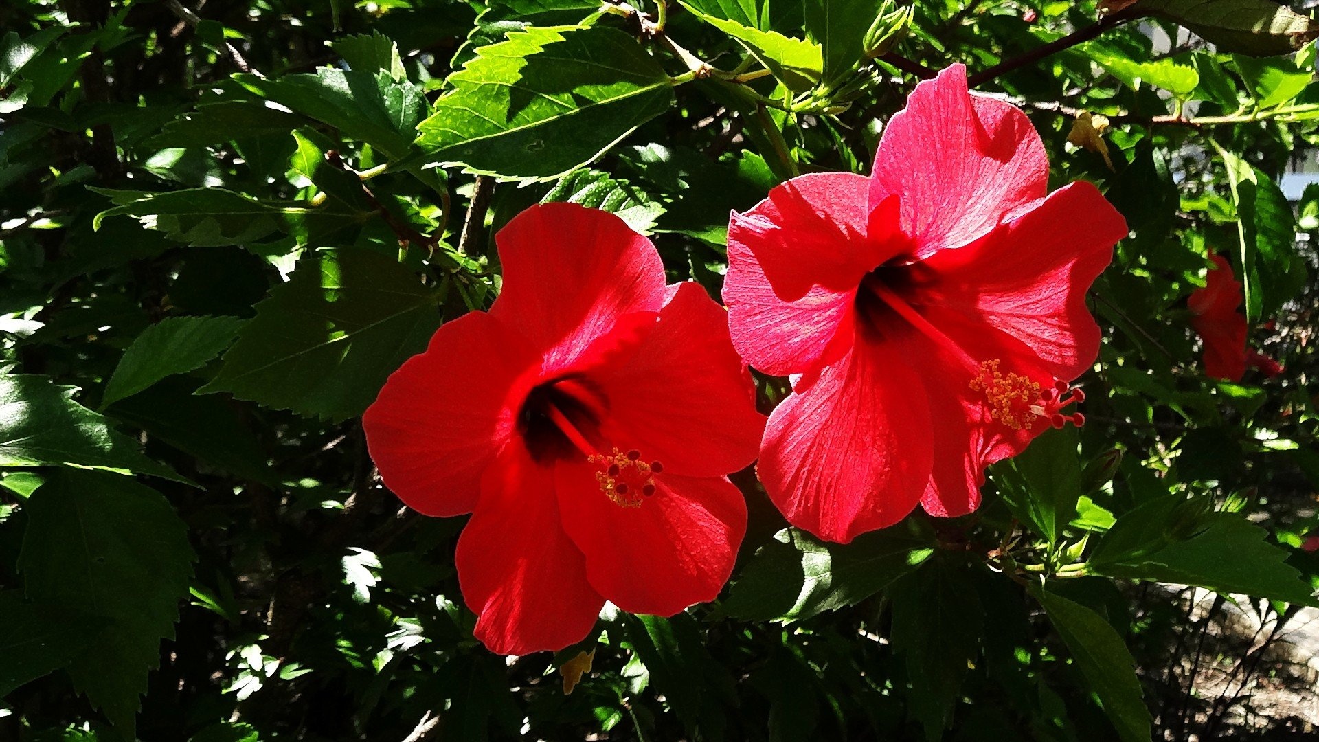 Green nature flowers, Hibiscus plants, HD desktop wallpapers, Mobile backgrounds, 1920x1080 Full HD Desktop