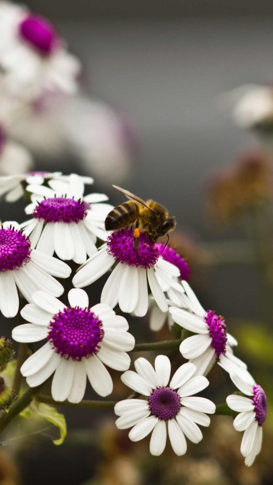 Spring daisies, Vibrant flowers, Nature's harmony, Fluttering bee, 1080x1920 Full HD Phone