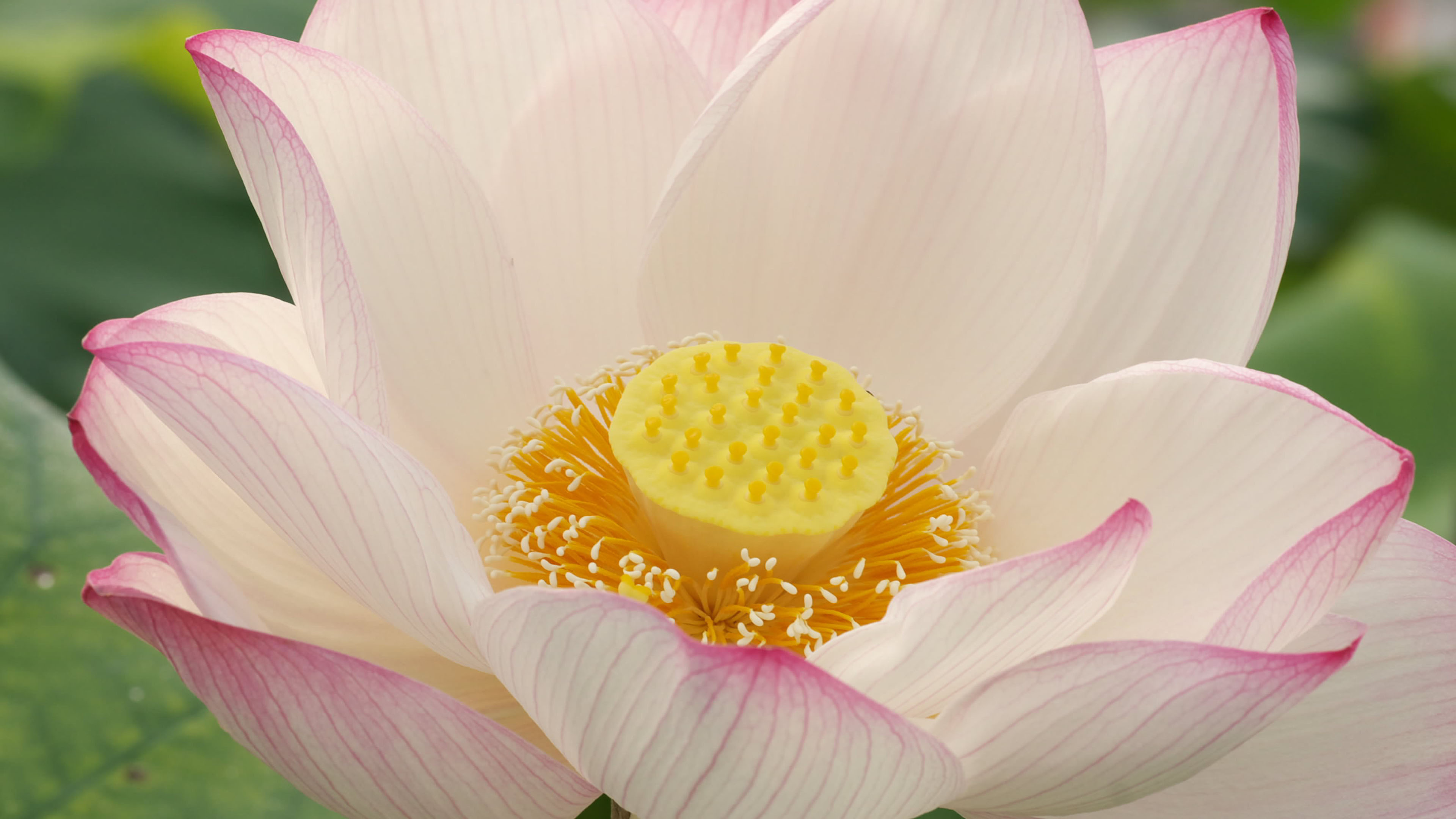 Lotus wallpaper, High resolution, 3840x2160 4K Desktop