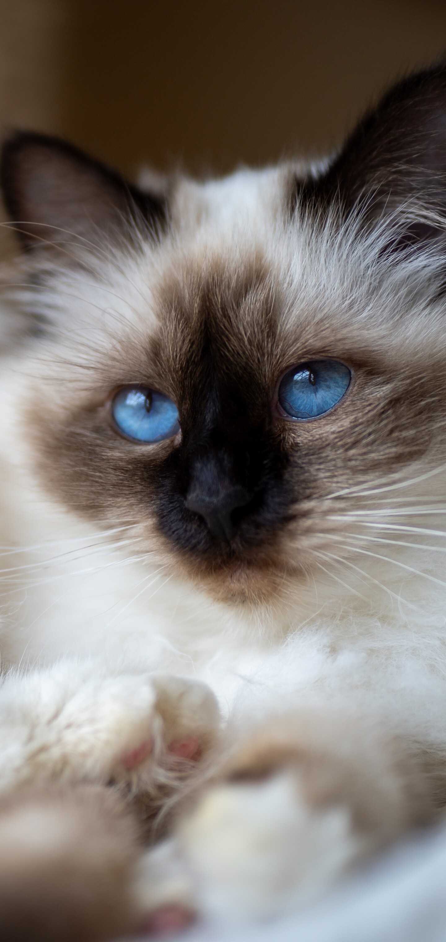 Colorpoint, Ragdoll Wallpaper, 1440x3040 HD Phone