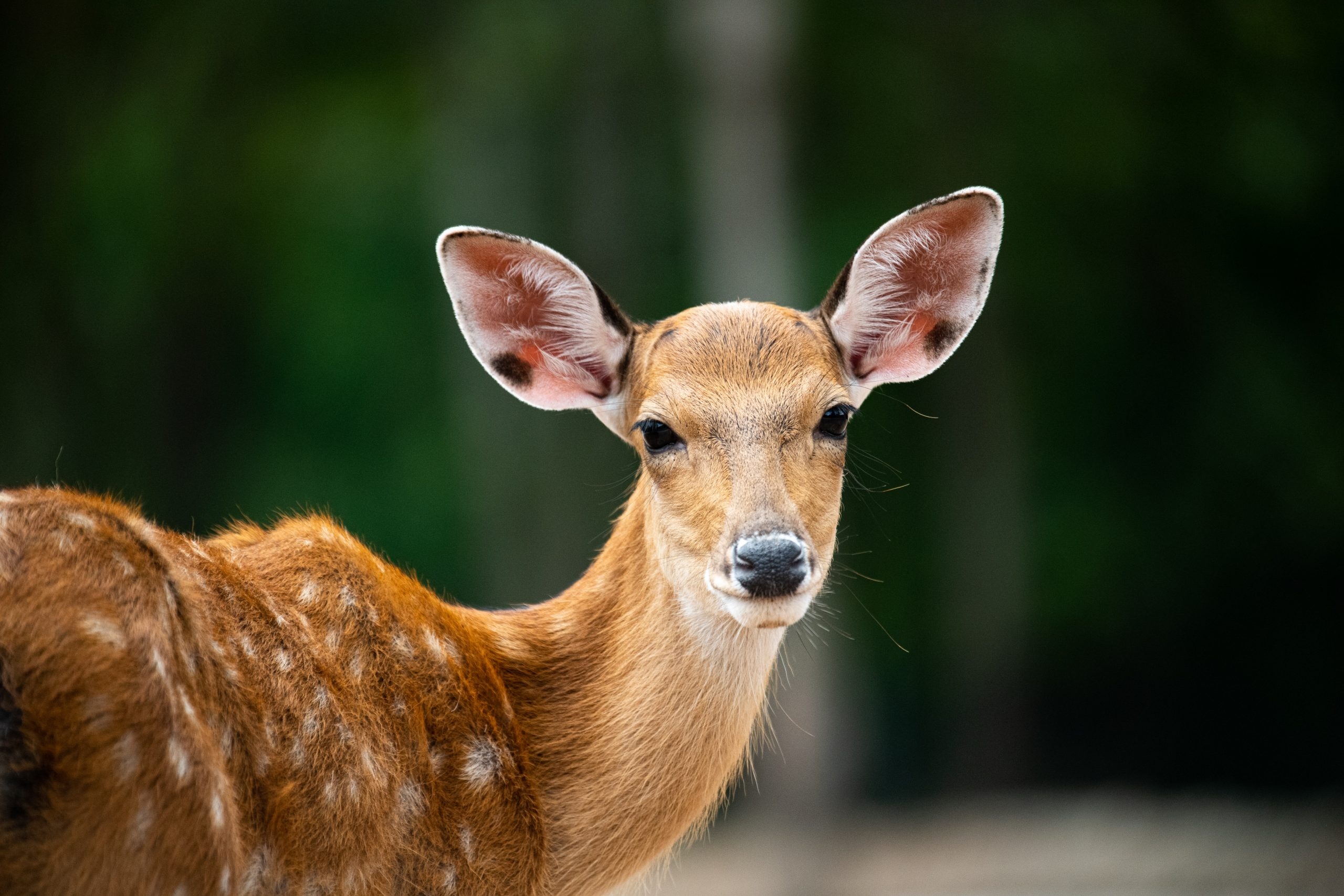 Sika deer, Sky Park Farm, West Sussex deer farm, Unique farm experience, 2560x1710 HD Desktop