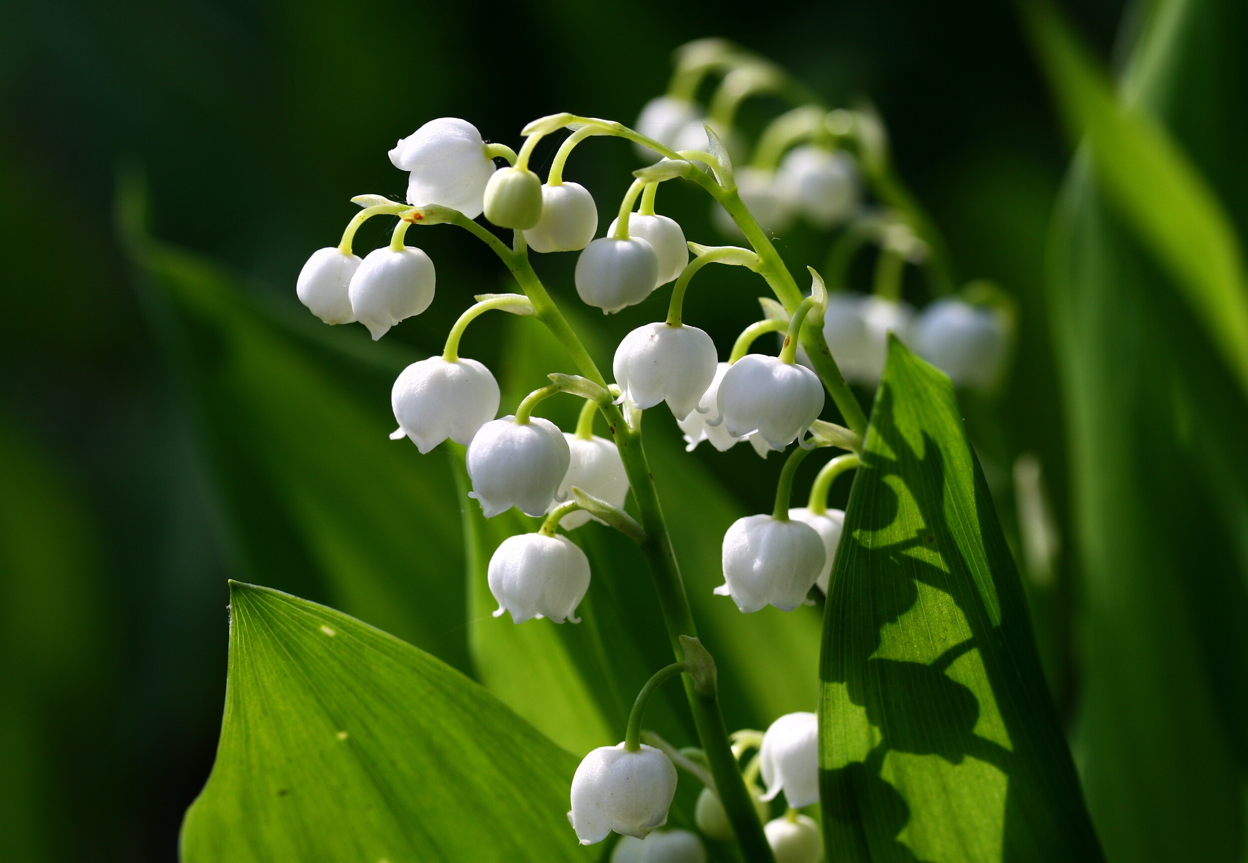 Lily of the Valley wallpapers, Earth's beauty, Stunning visuals, 4K wallpapers, 2500x1730 HD Desktop