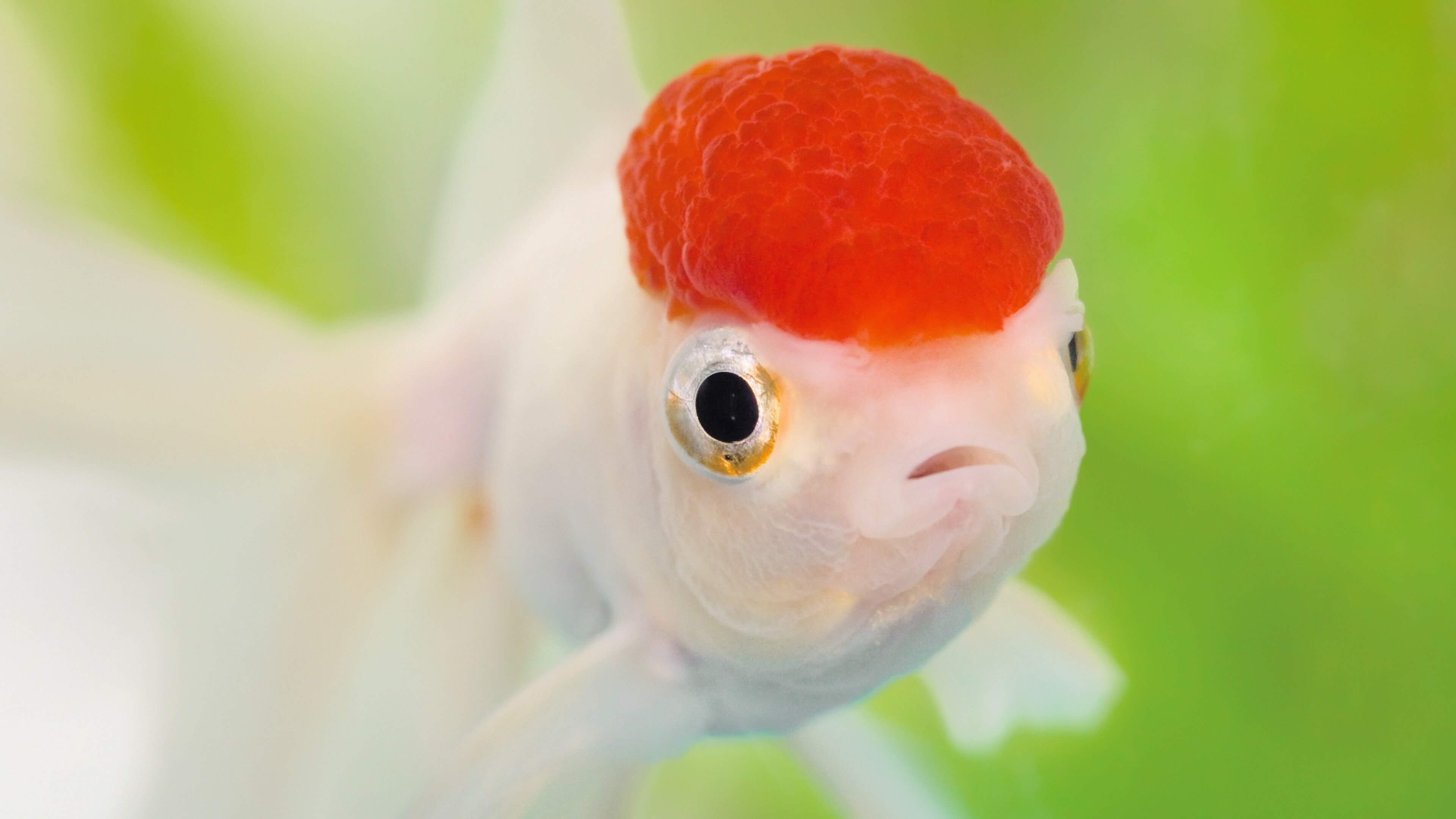 Oranda, Fish Wallpaper, 3840x2160 4K Desktop
