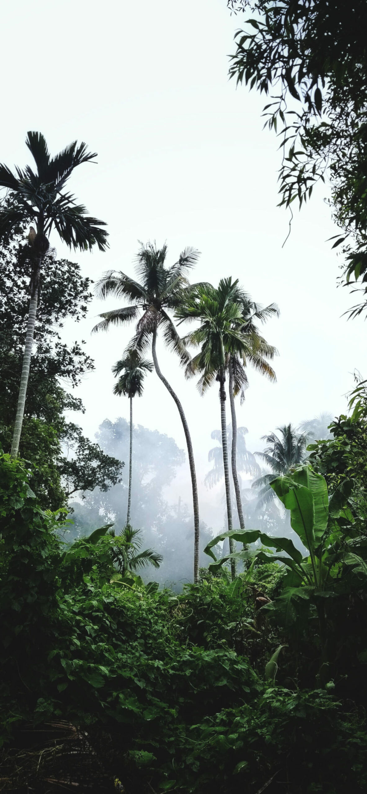 Captivating jungle for iPhone, Nature's allure in your palm, Scenic beauty, Celestial tranquility, 1190x2560 HD Phone