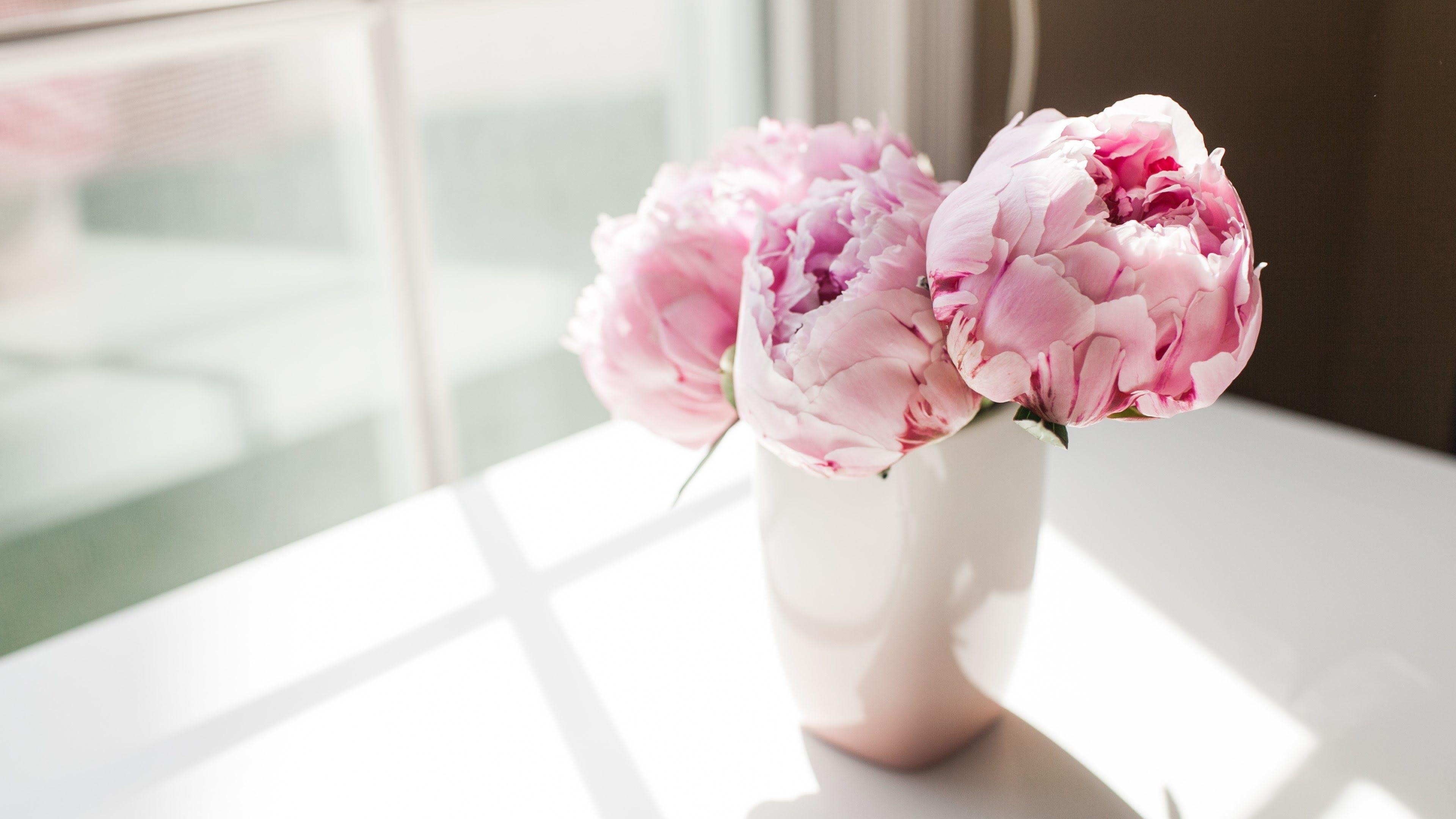 Pink peony blooms, White ceramic vase, Window light on table, 4K Desktop wallpaper