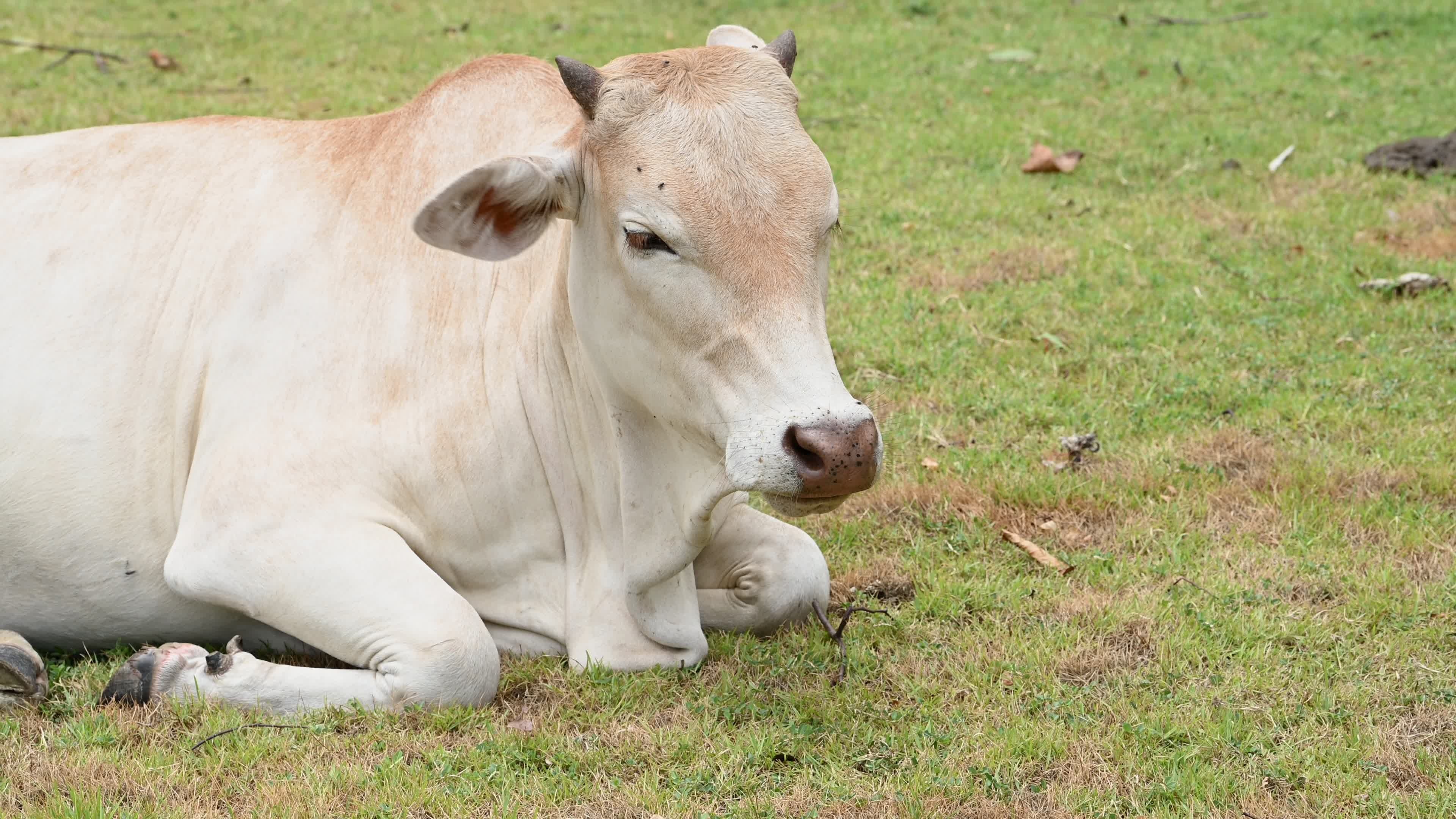 Cow chewing video footage, Animal behavior, Farm animal footage, Rustic scenes, 3840x2160 4K Desktop