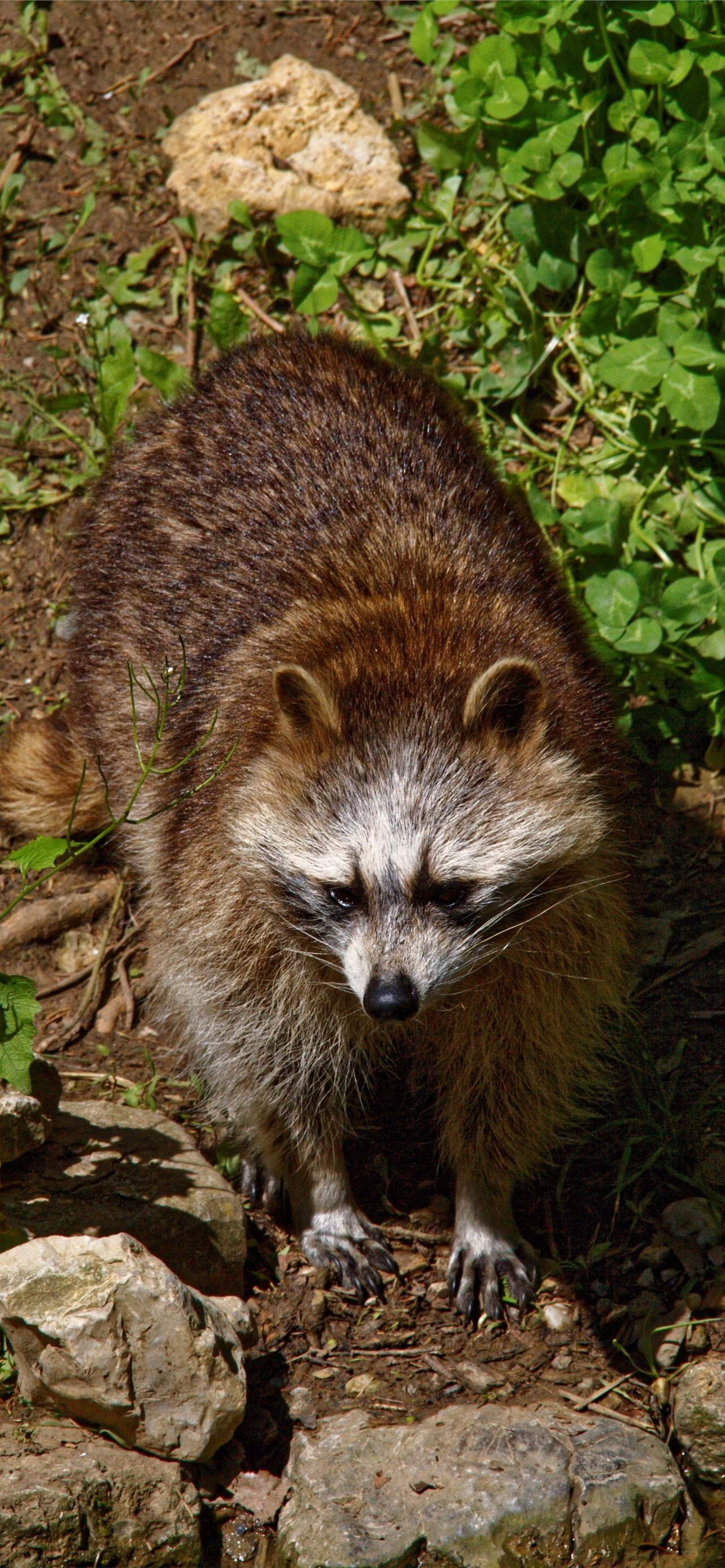 Best raccoons wallpapers, iPhone background, HD images, Wildlife admiration, 1290x2780 HD Phone