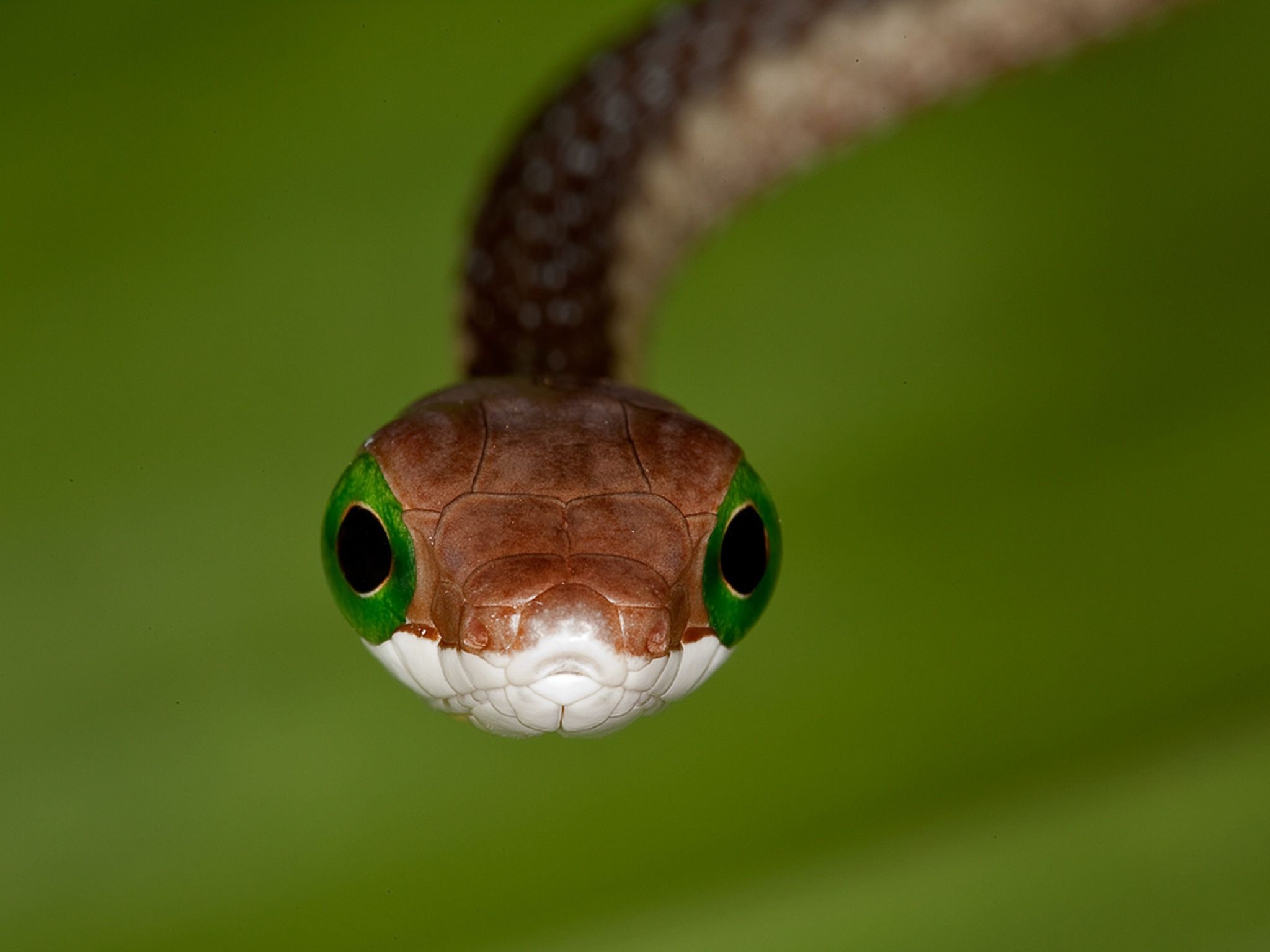 Boomslang, Wild kingdom, African serpent, Reptile photography, 2050x1540 HD Desktop