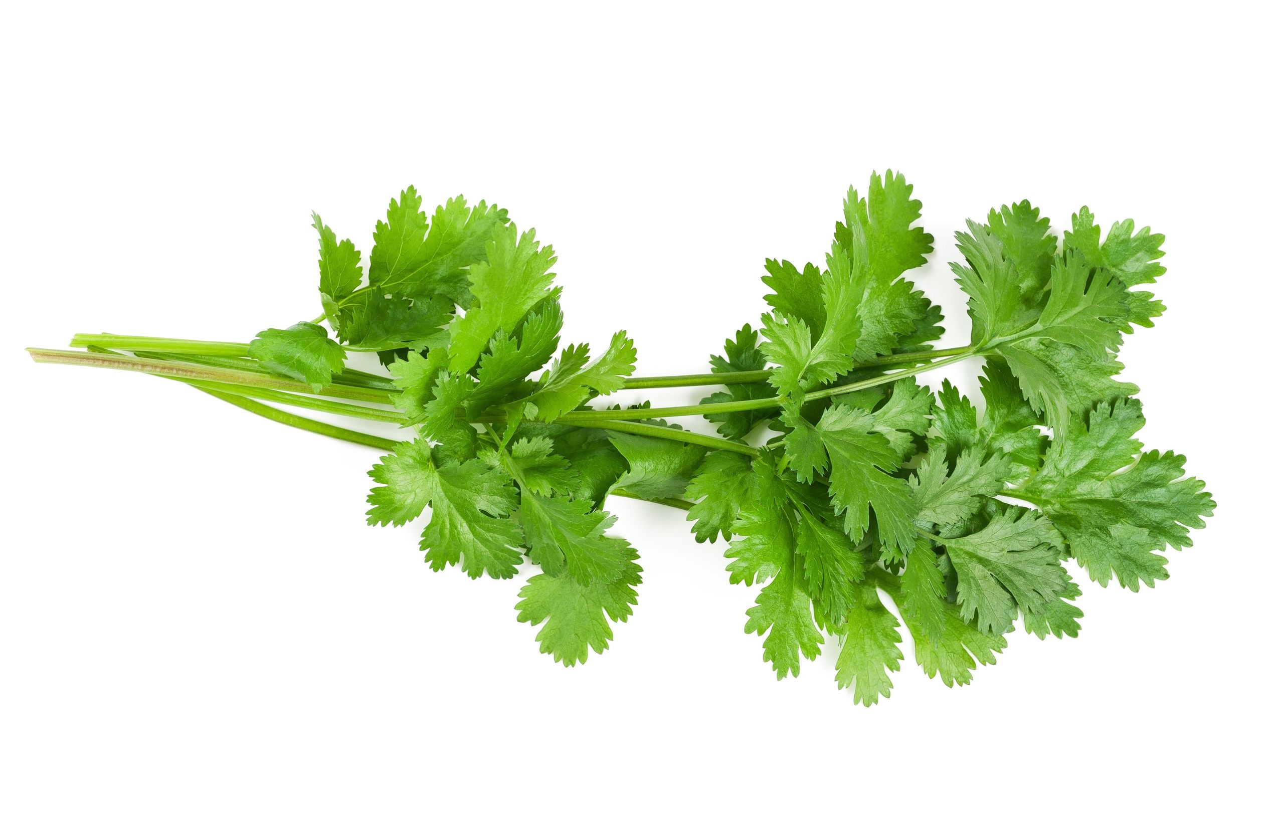 Coriander cooking, Gastronoma Vasca, Culinary school, Leioa, 2550x1650 HD Desktop