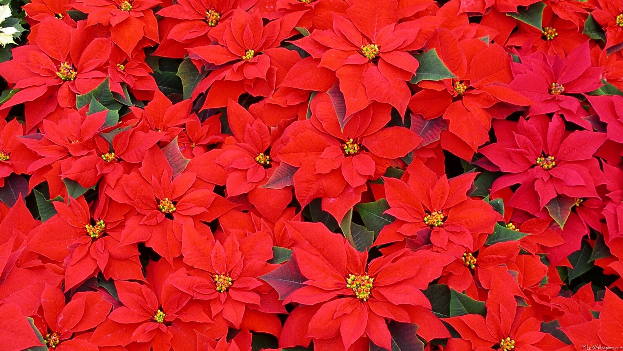 Red poinsettias, MLE Wallpapers collection, 2140x1200 HD Desktop