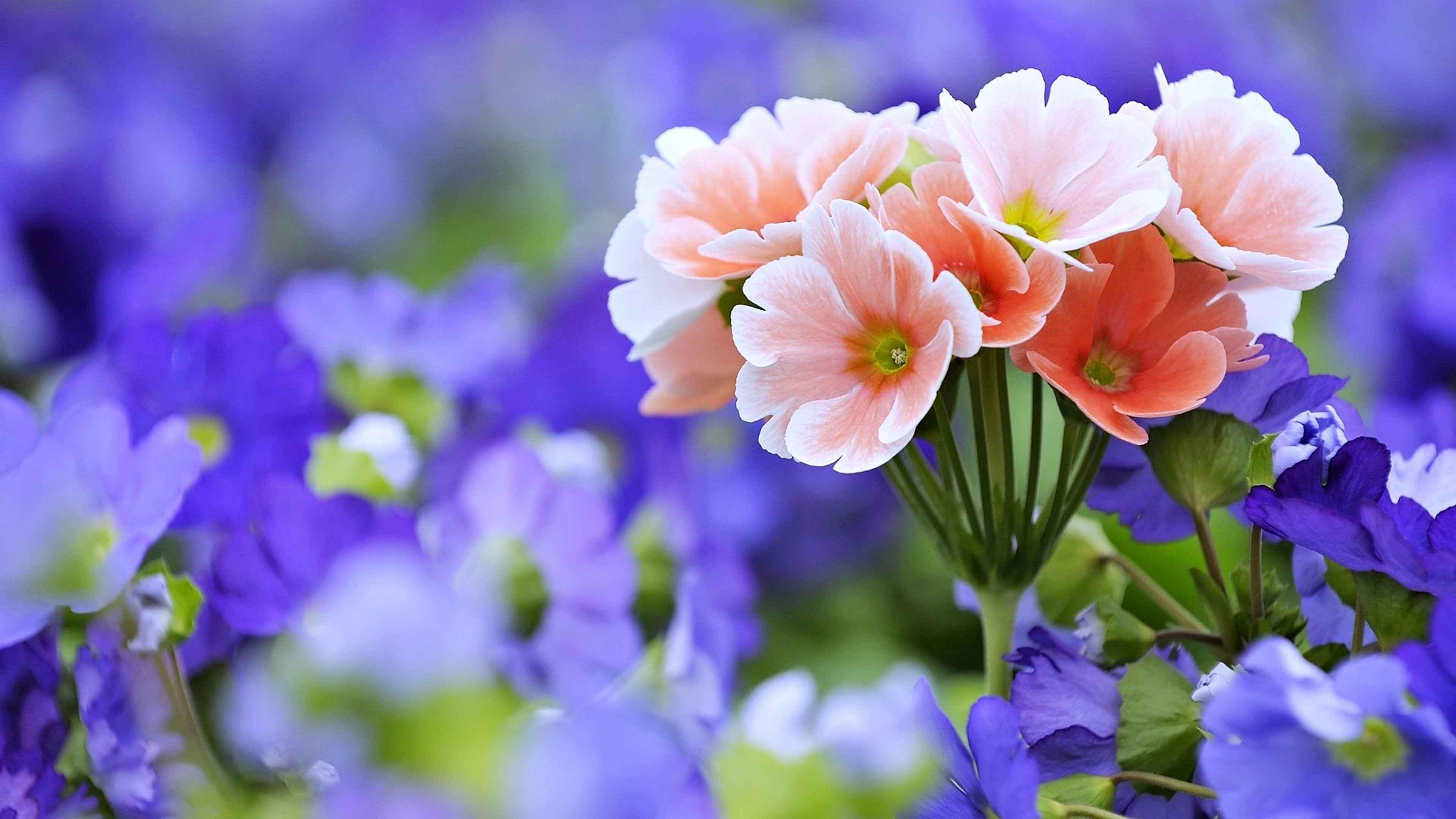 Primula, Beautiful Backgrounds Wallpaper, 3840x2160 4K Desktop