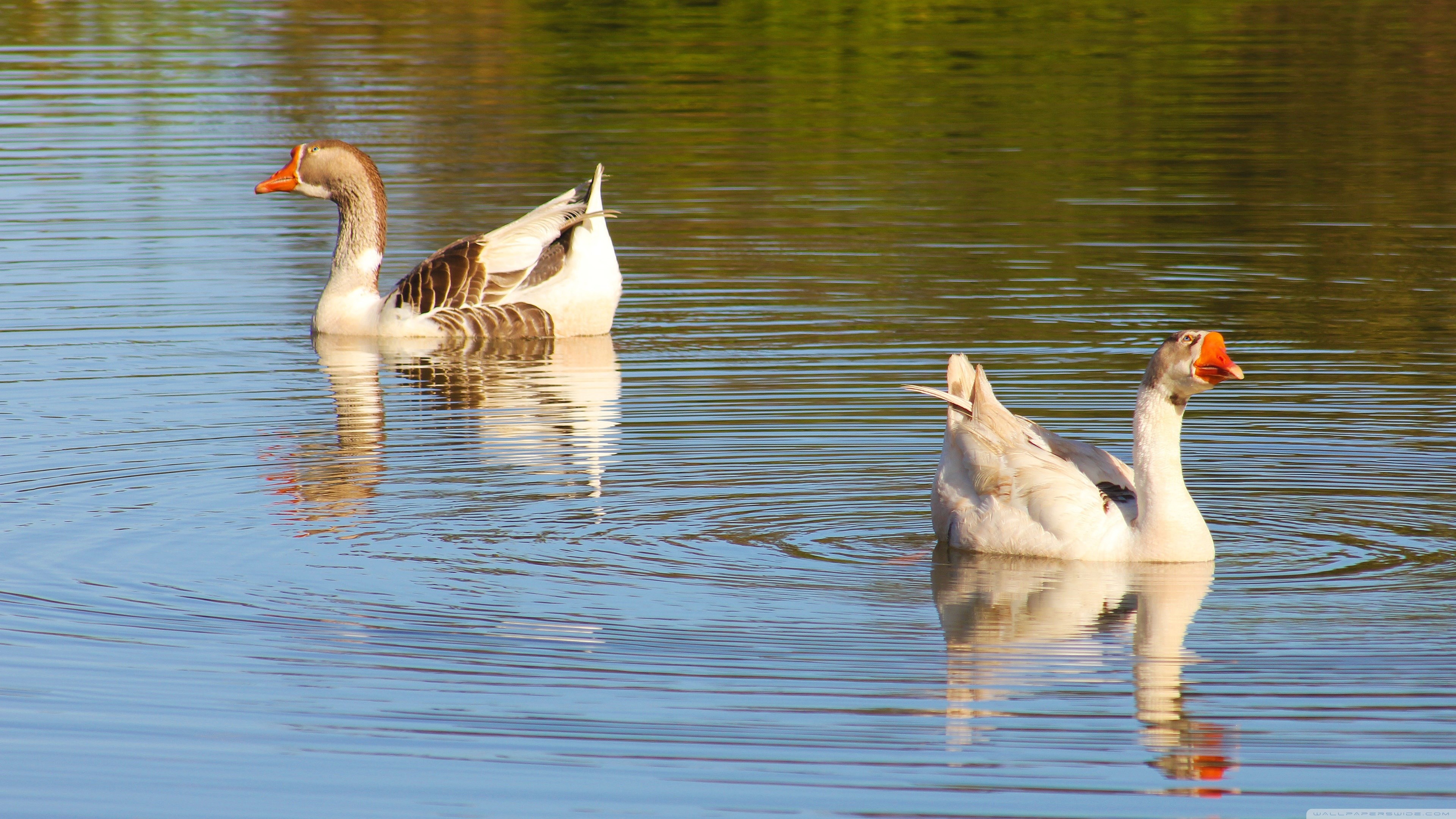 Goose wallpaper, 4K Ultra HD, High-quality visuals, Stunning clarity, 3840x2160 4K Desktop