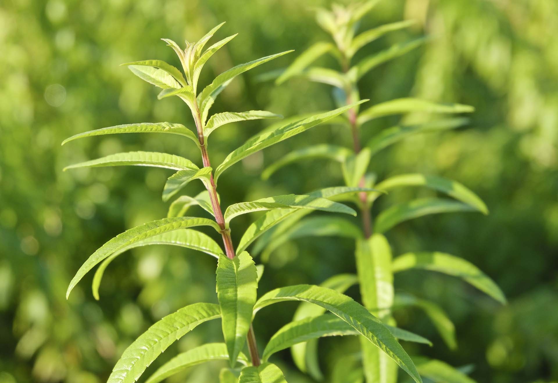 Lemon verbena Petitti Garden Centers, Lemon-scented herb, Gardening, Plant care, 1920x1320 HD Desktop