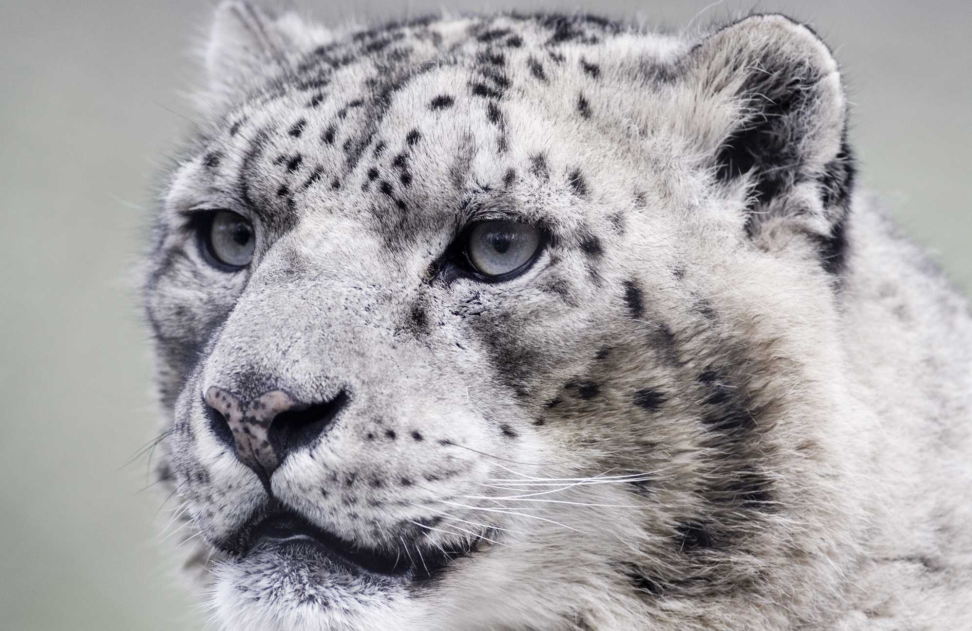 Close-up, Snow Leopards Wallpaper, 2000x1300 HD Desktop