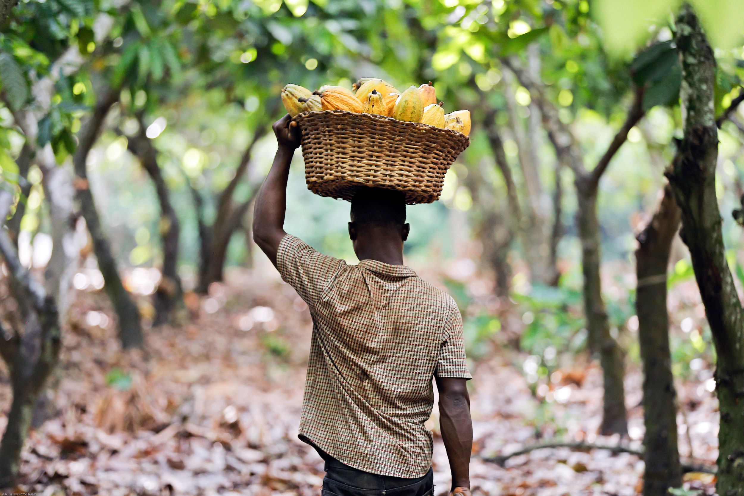 Cocoa, Rainforest Alliance, 2500x1670 HD Desktop