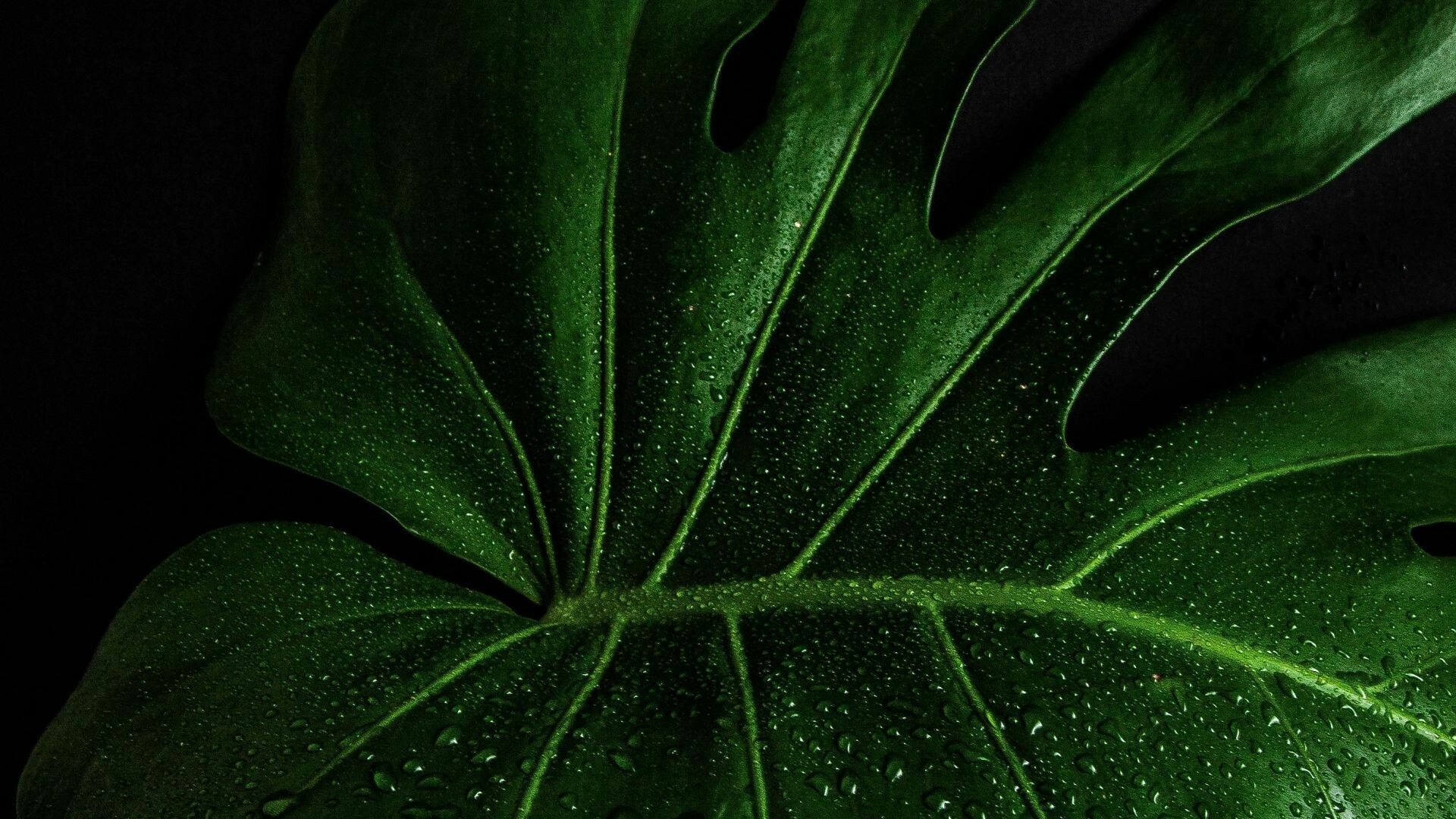 Monstera Deliciosa, Close-up leaf, Nature's beauty, Vibrant colors, 1920x1080 Full HD Desktop
