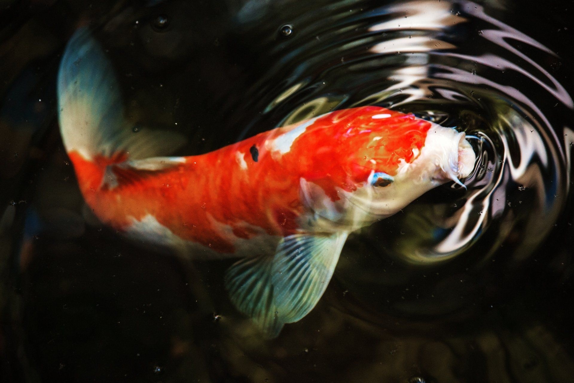 4k Koi wallpapers, 4k HD backgrounds, Serene beauty, Graceful creatures, 1920x1280 HD Desktop