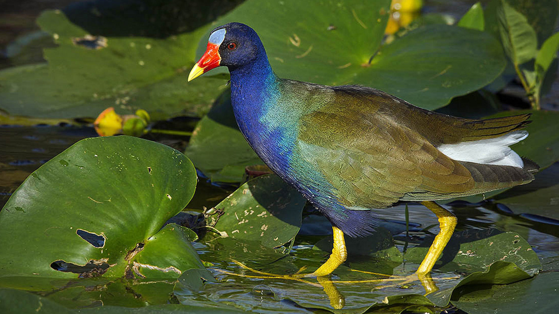 Purple gallinule, Everglades National Park, Florida wildlife, Colourful bird, 1920x1080 Full HD Desktop