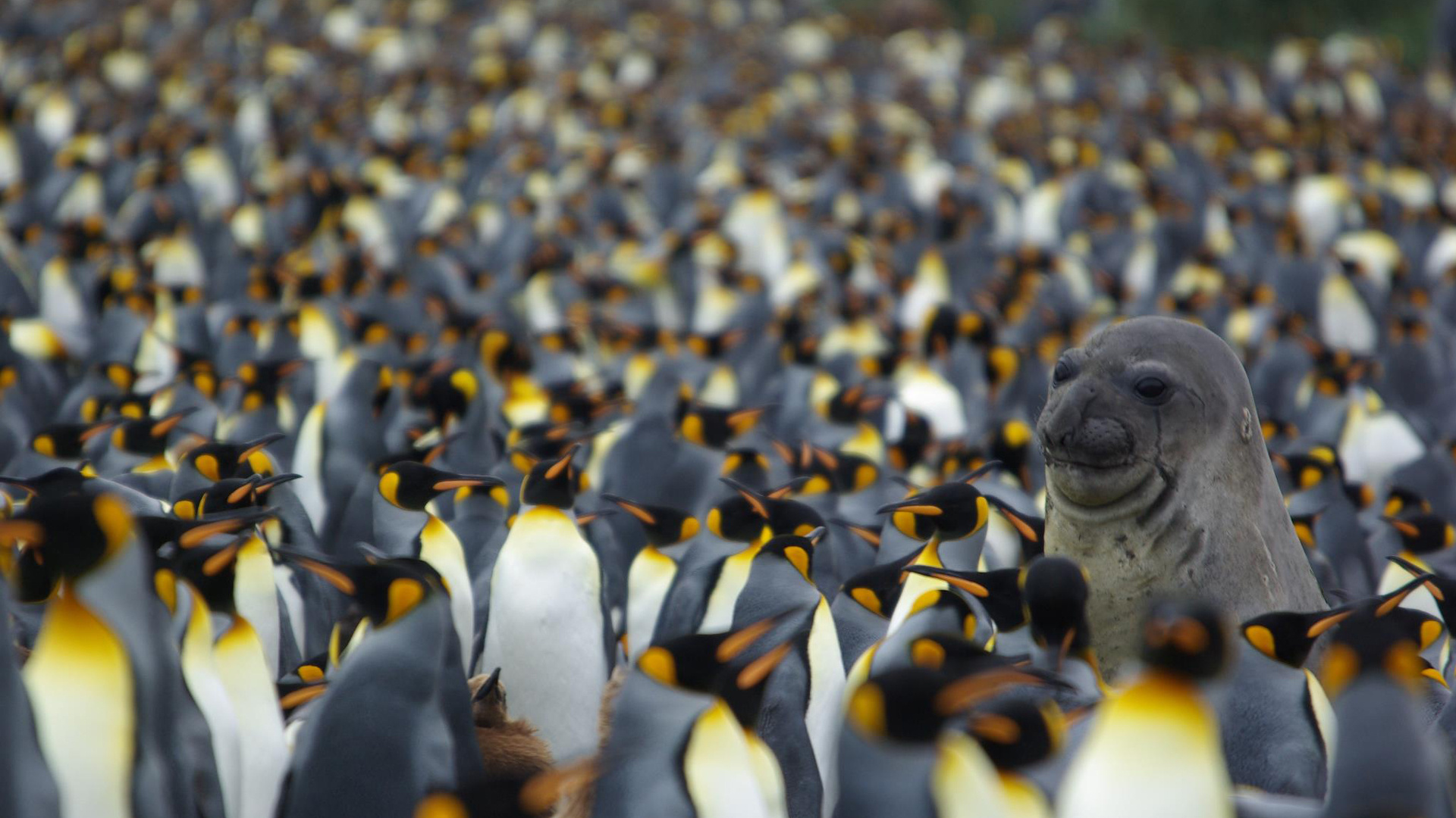 King penguin, Animal bird human, Resized by ze robot, Marvel of nature, 1920x1080 Full HD Desktop