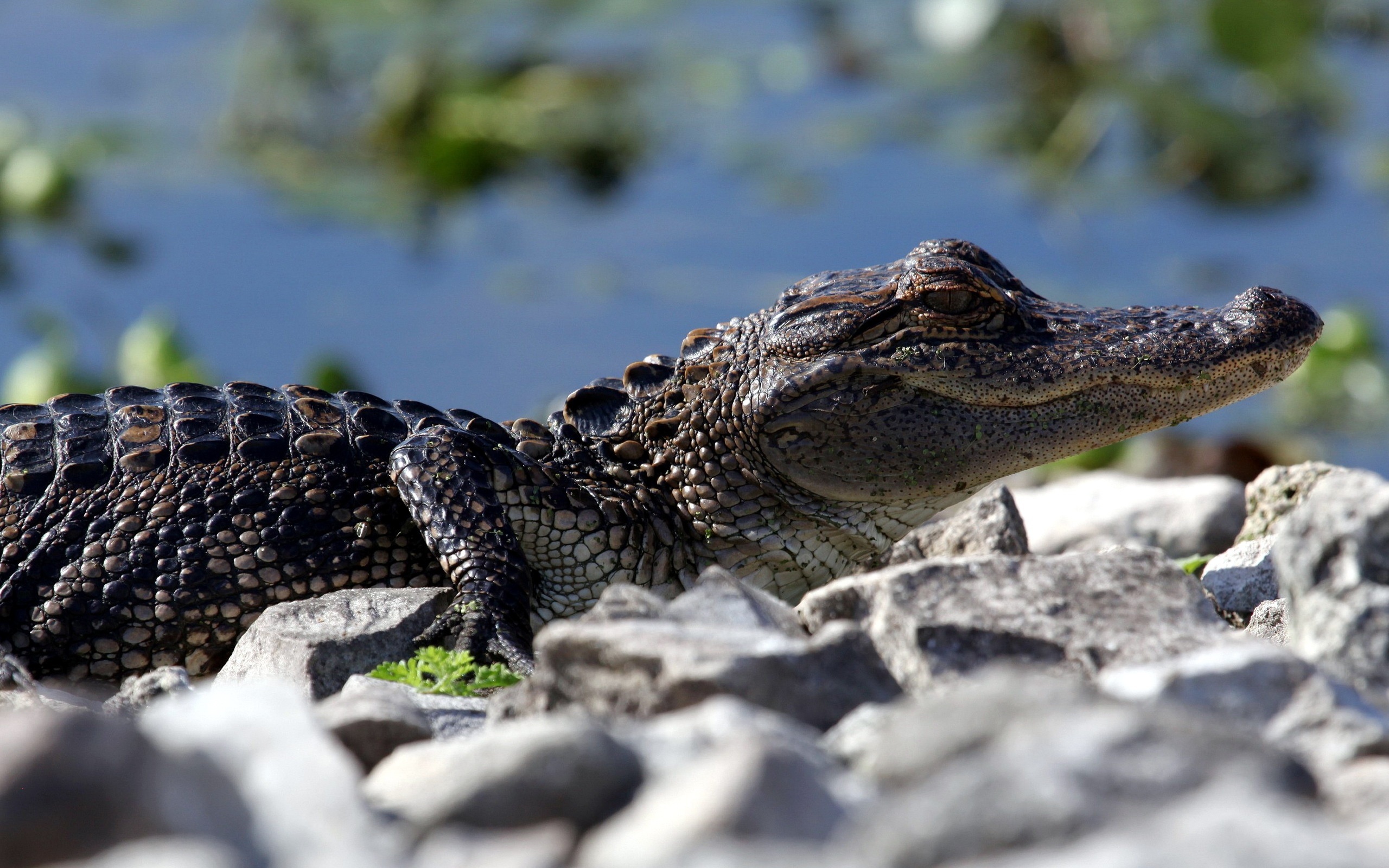 Baby crocodile, Desktop and mobile backgrounds, Cute reptilian charm, Animal wallpapers, 2560x1600 HD Desktop