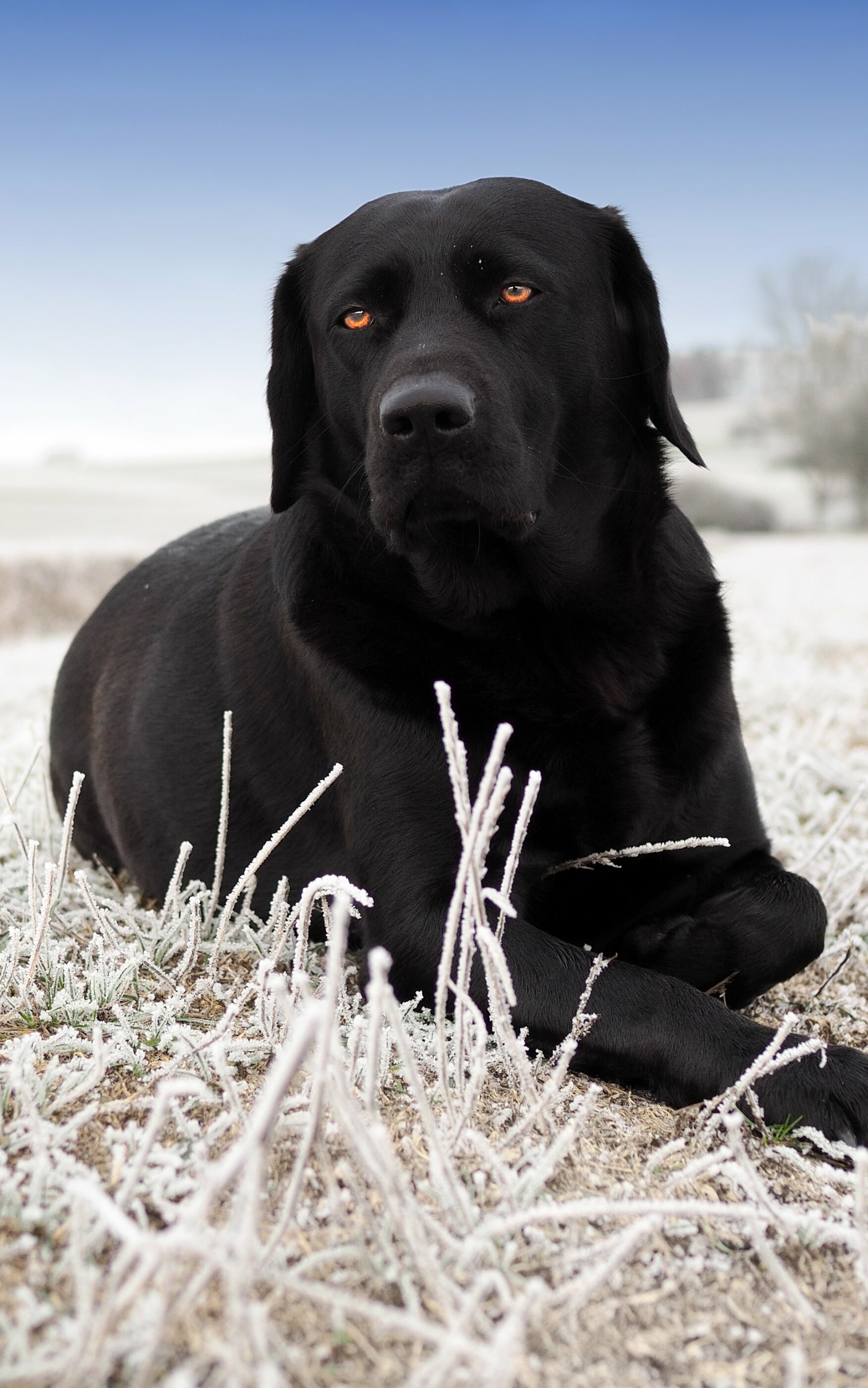 Labrador Retriever, Loyal companions, Adorable animals, Nature's best friends, 1760x2800 HD Phone