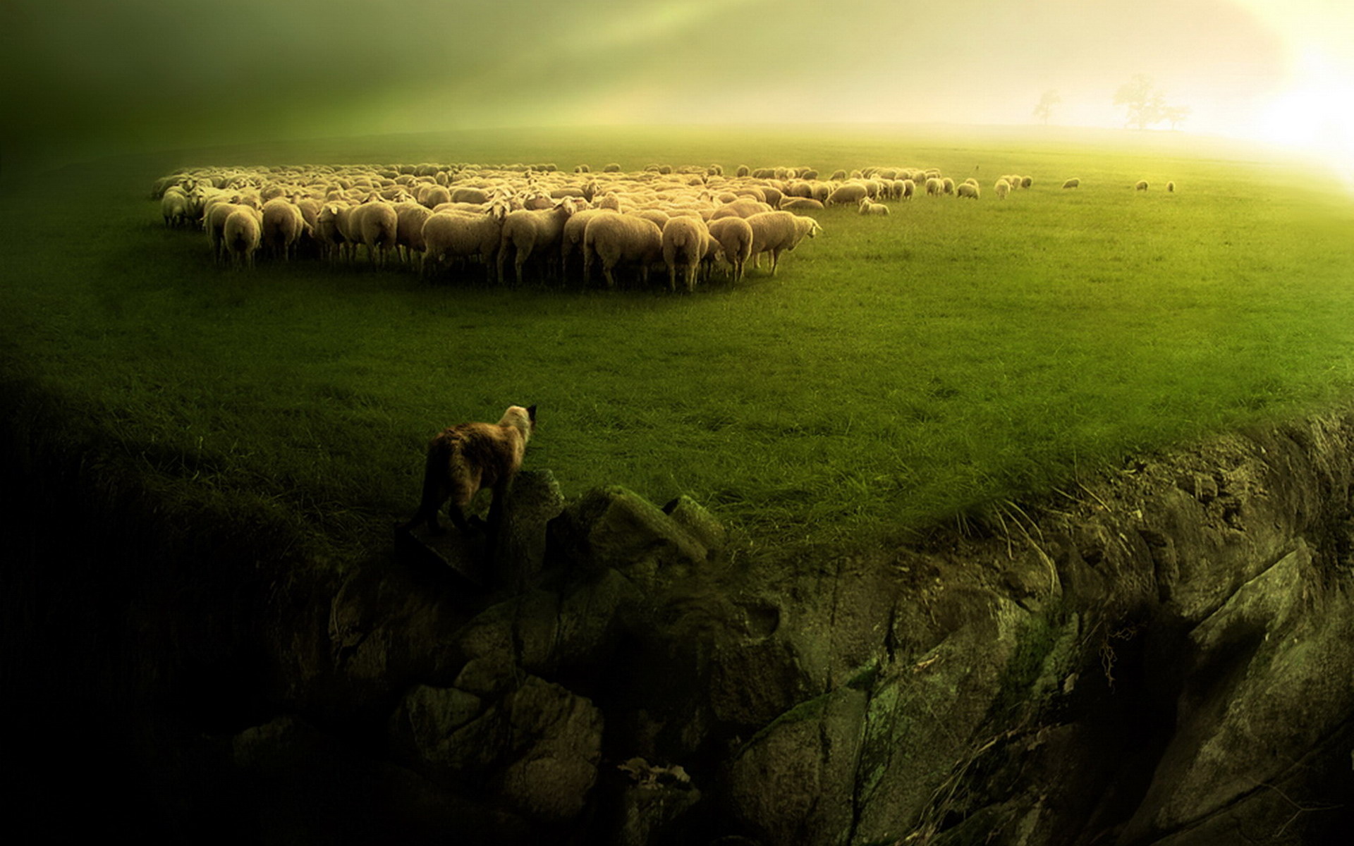 Curious sheep, Woolly friends, Close-up shots, Fuzzy texture, 1920x1200 HD Desktop