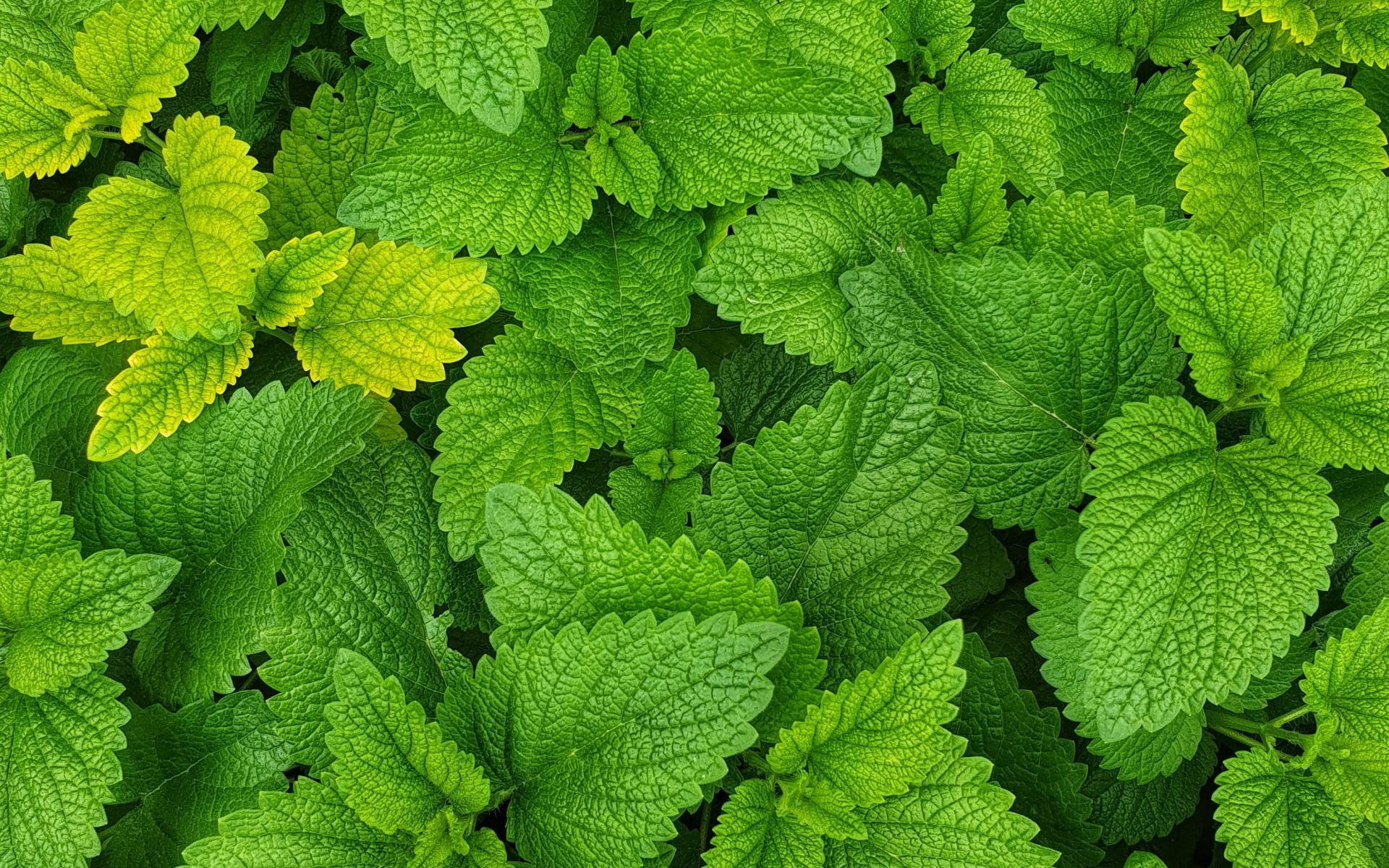 Melissa dungl therapy, Natural remedy, Lemon Balm uses, Holistic healing, 1920x1200 HD Desktop