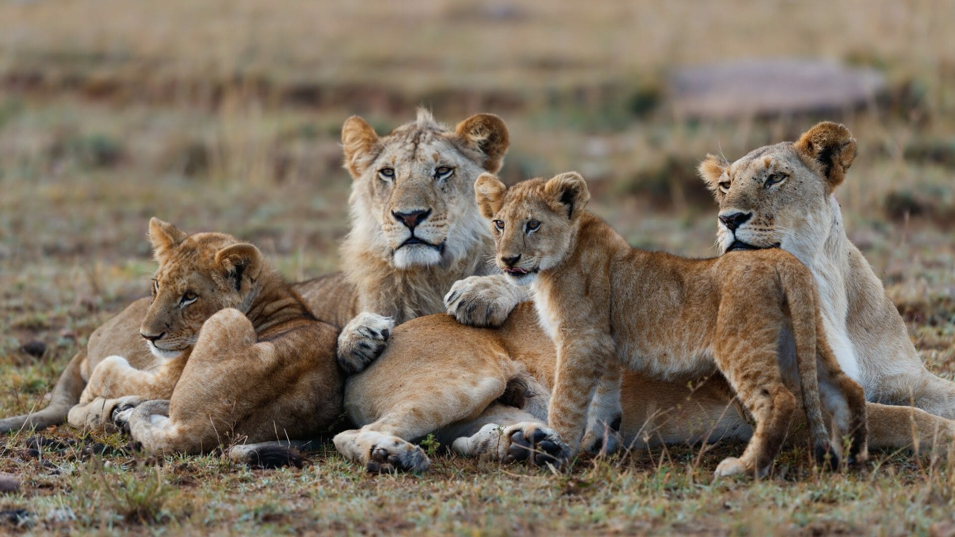 Maasai Mara National Reserve, Kenya's wilderness, Wildlife paradise, Natural wonders, 1920x1080 Full HD Desktop