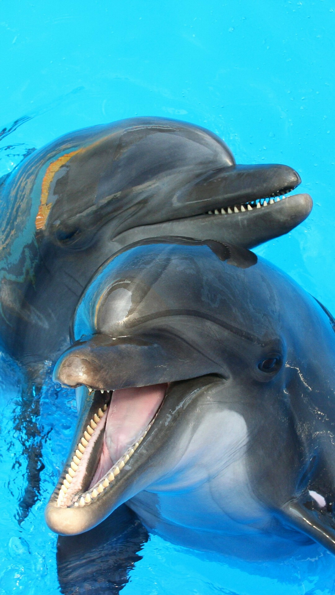 Playful friends, Dolphins having fun, Wallpaper for iPhone, High-quality visuals, 1080x1920 Full HD Phone