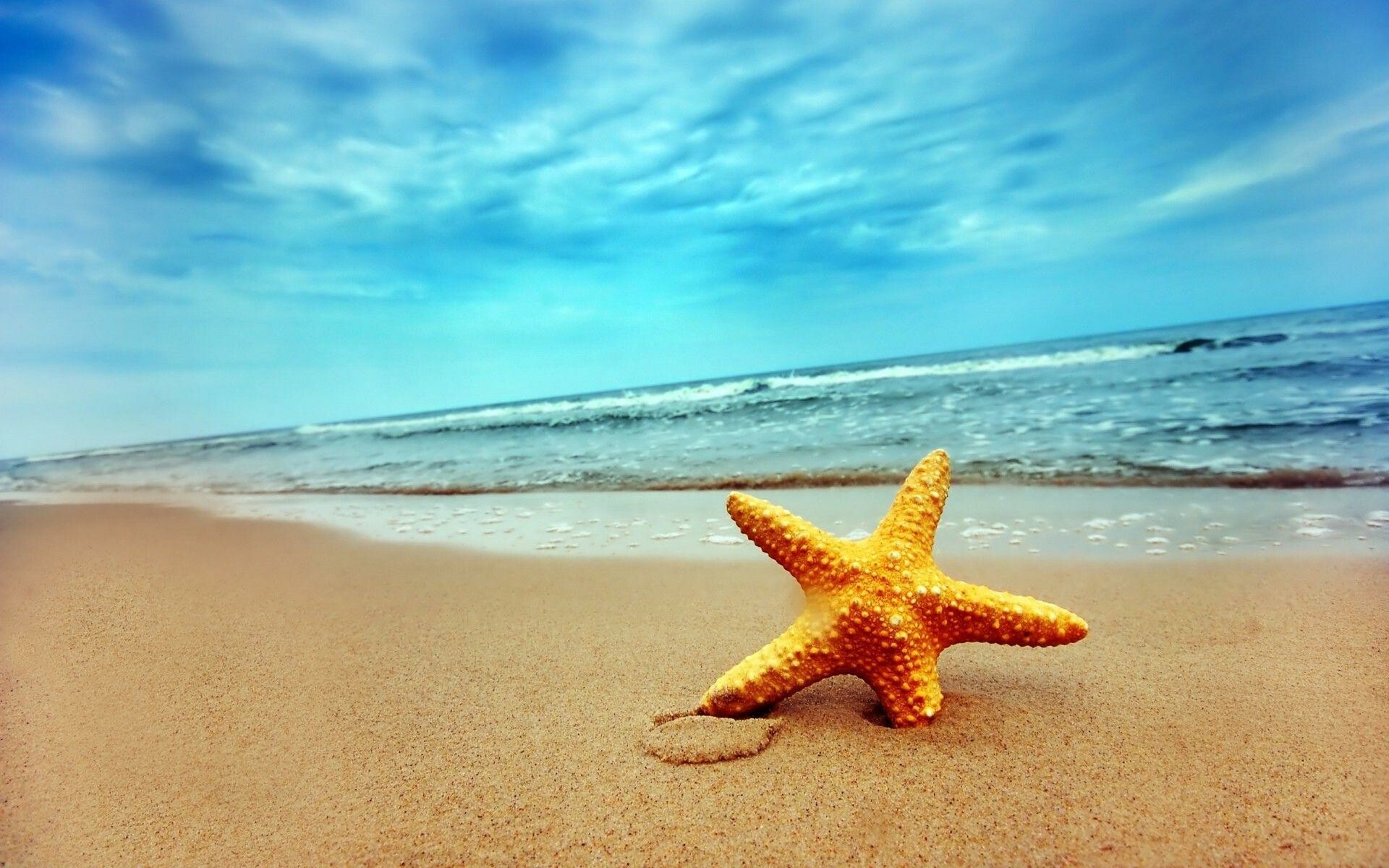 Starfish, Background images, Marine life, Oceanic wonders, 1920x1200 HD Desktop