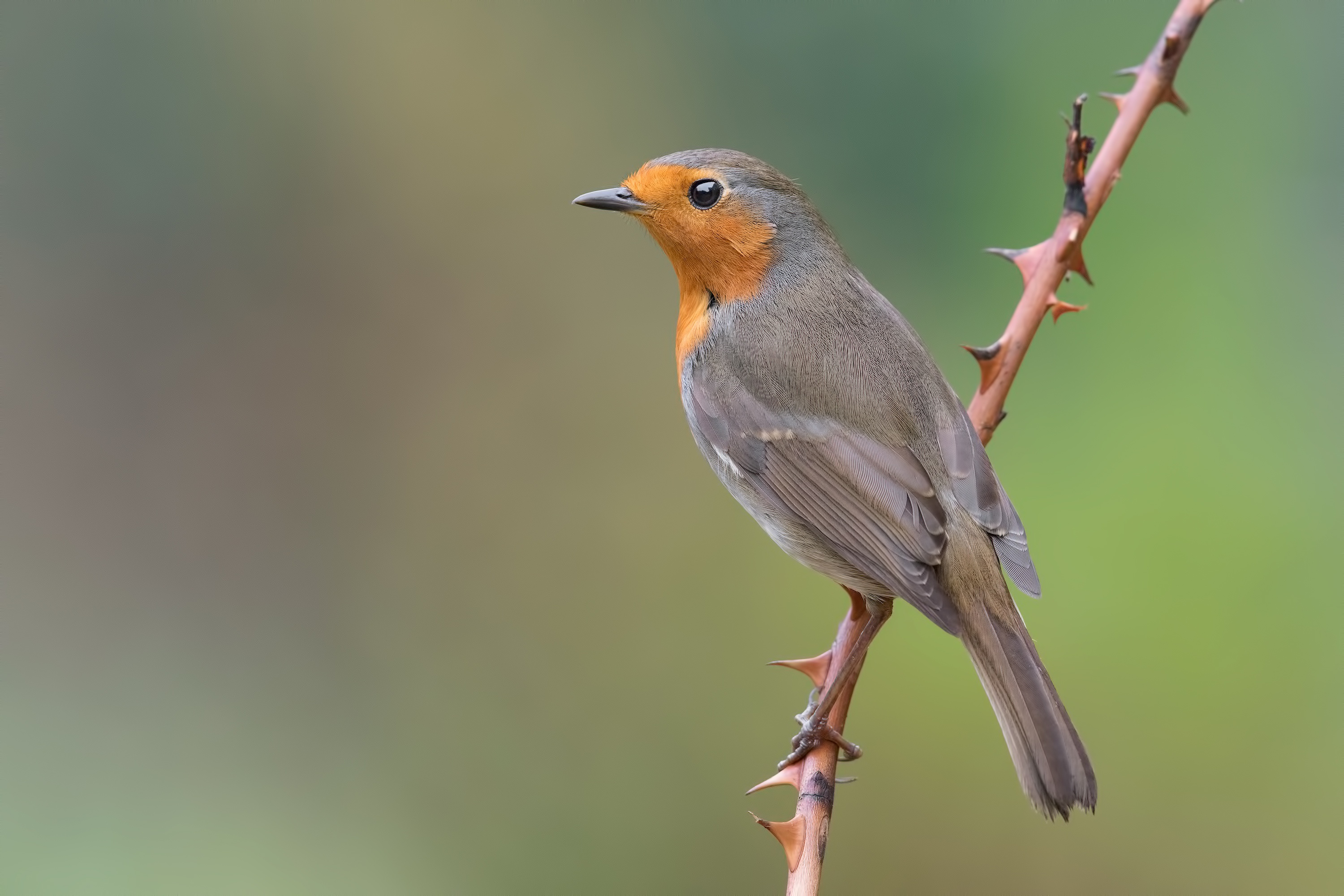 Robin bird wallpapers, Vibrant collection, Feathery beauty, Avian wonders, 3000x2000 HD Desktop