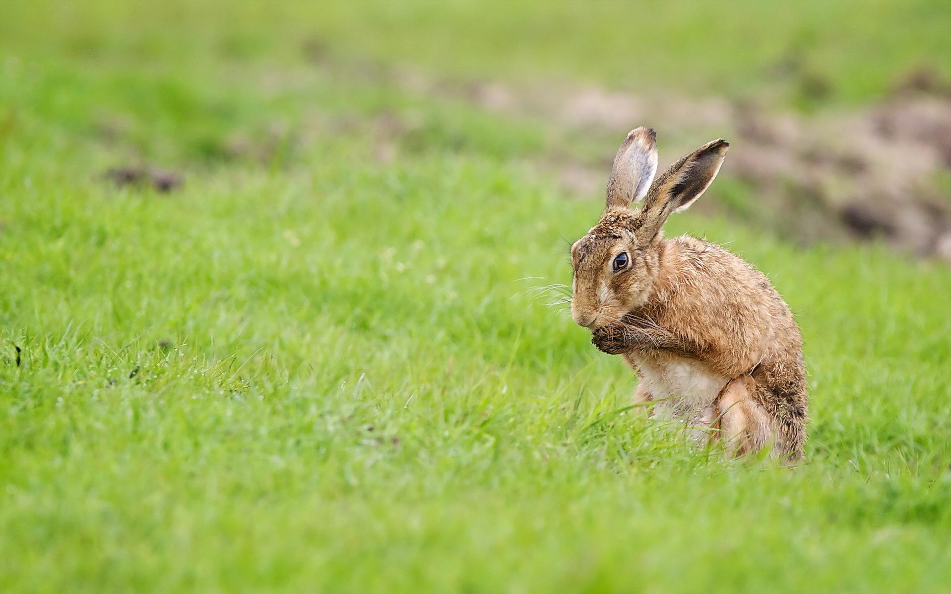 Hare artwork, Creative wallpaper, Nature's beauty, Artistic expression, 1920x1200 HD Desktop