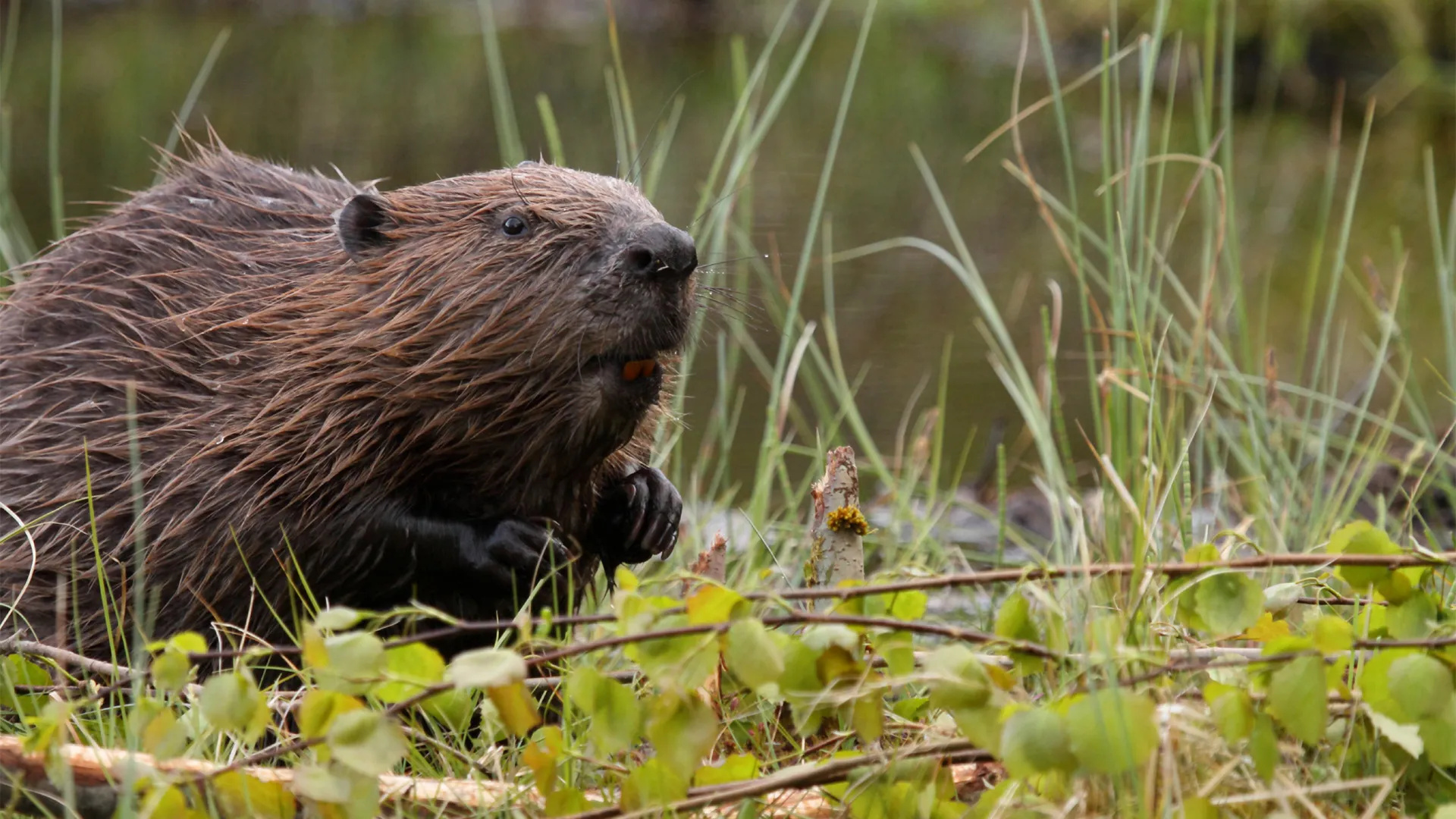 Beaver, Trap and repel beaver pests, 1920x1080 Full HD Desktop