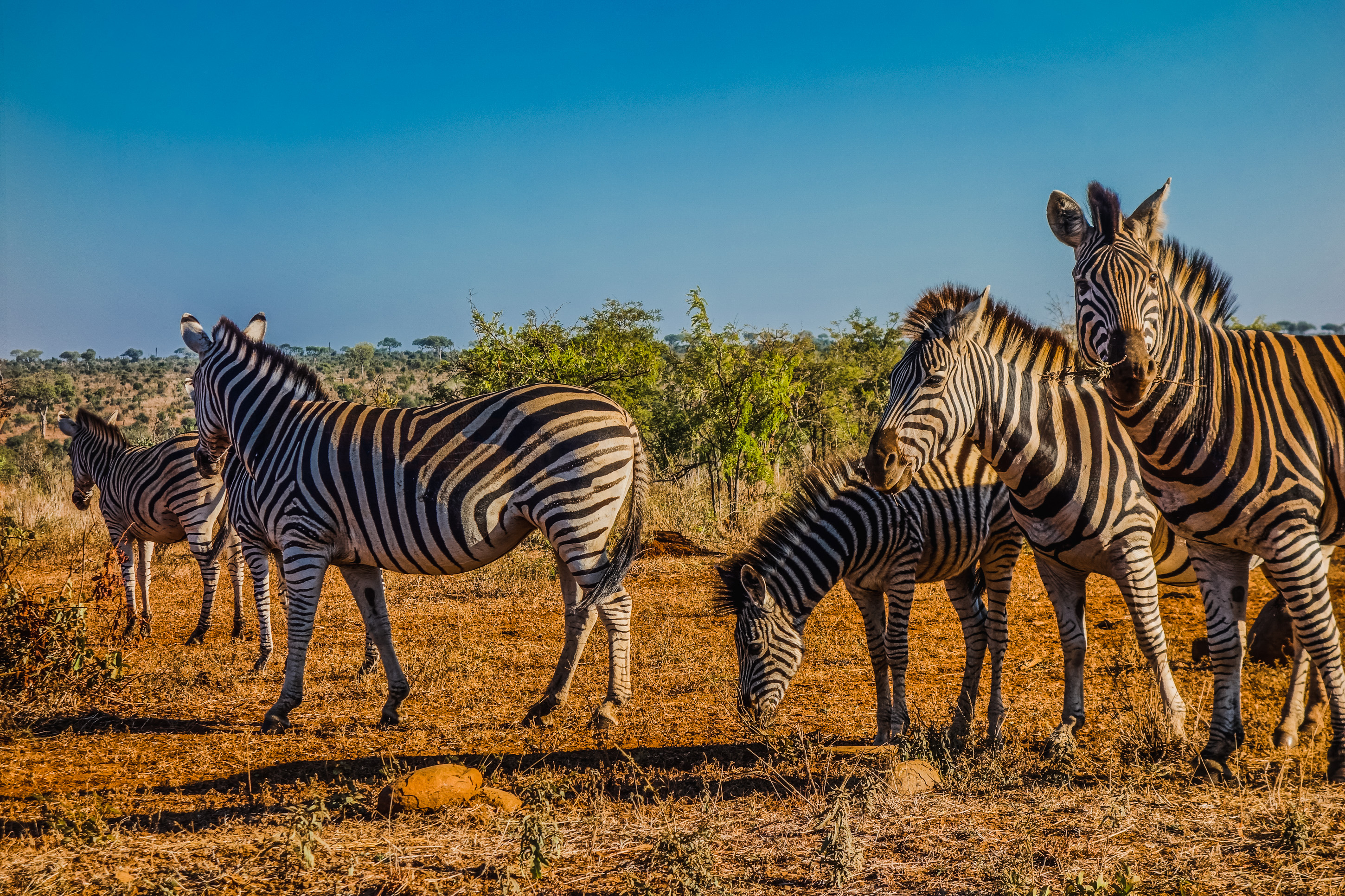 Kruger National Park, African wildlife, Spectacular sunsets, Once-in-a-lifetime experiences, 2900x1940 HD Desktop