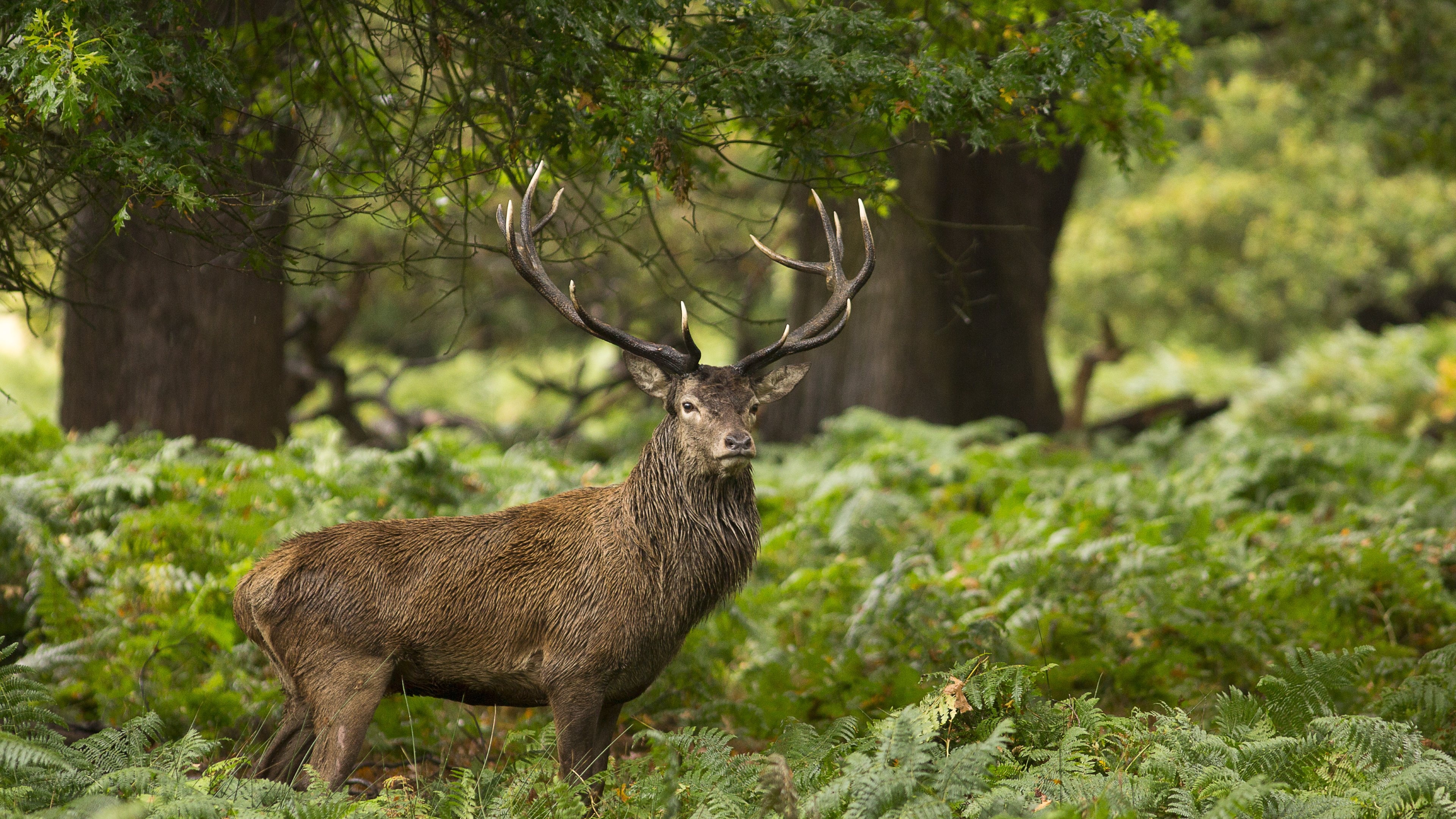 Barbary deer, Wild Animals Wallpaper, 3840x2160 4K Desktop