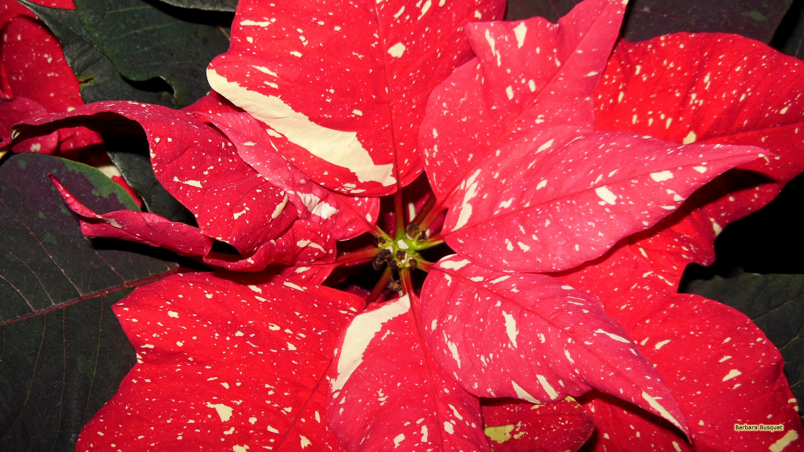 Poinsettia, Beautiful flower, Holiday symbol, Vibrant colors, 2560x1440 HD Desktop