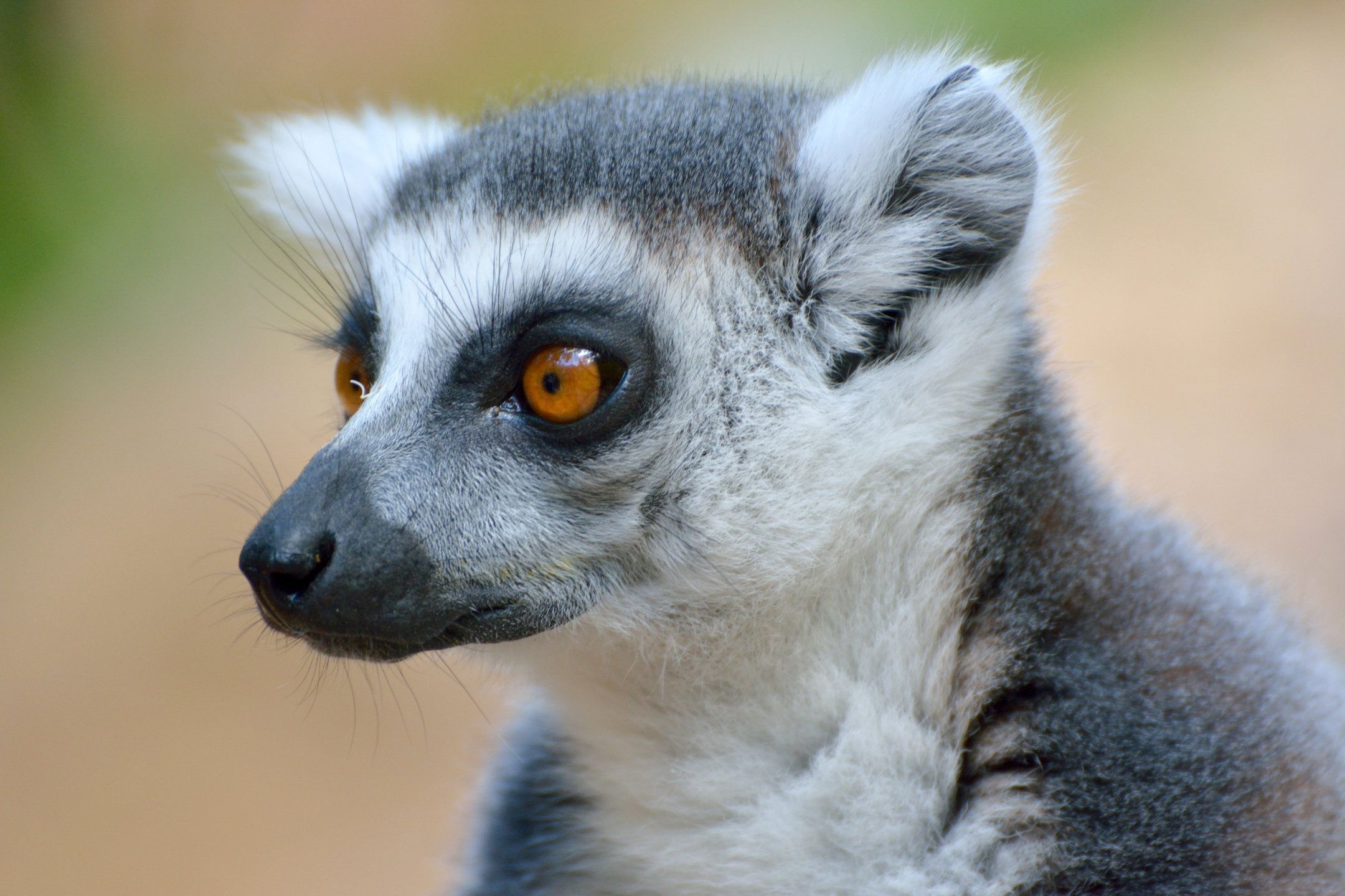 Lemur HD wallpapers, Charismatic lemurs, Oddly human-like, Primate beauty, 2160x1440 HD Desktop
